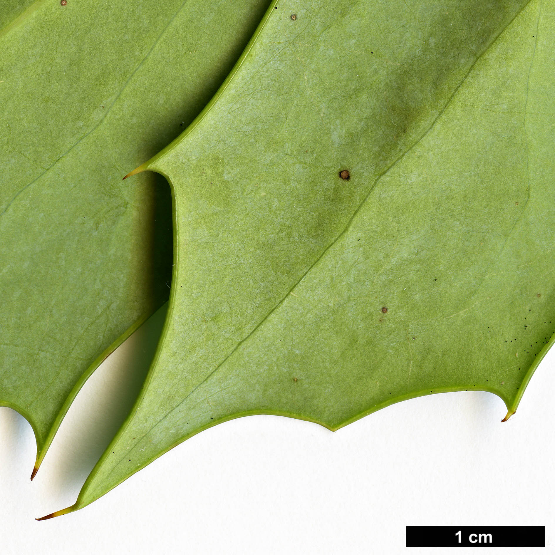 High resolution image: Family: Berberidaceae - Genus: Mahonia - Taxon: bealei