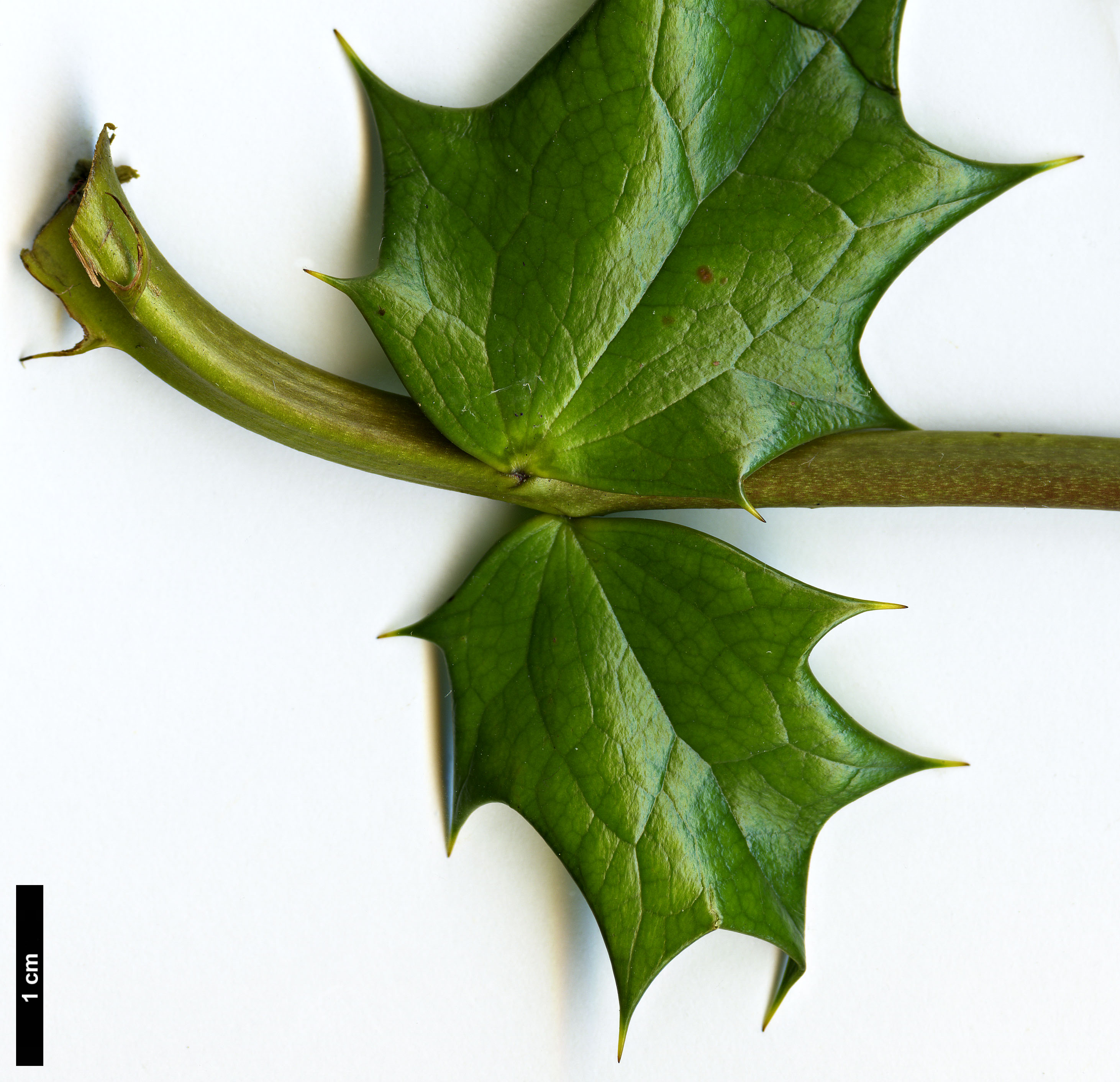 High resolution image: Family: Berberidaceae - Genus: Mahonia - Taxon: bodinieri