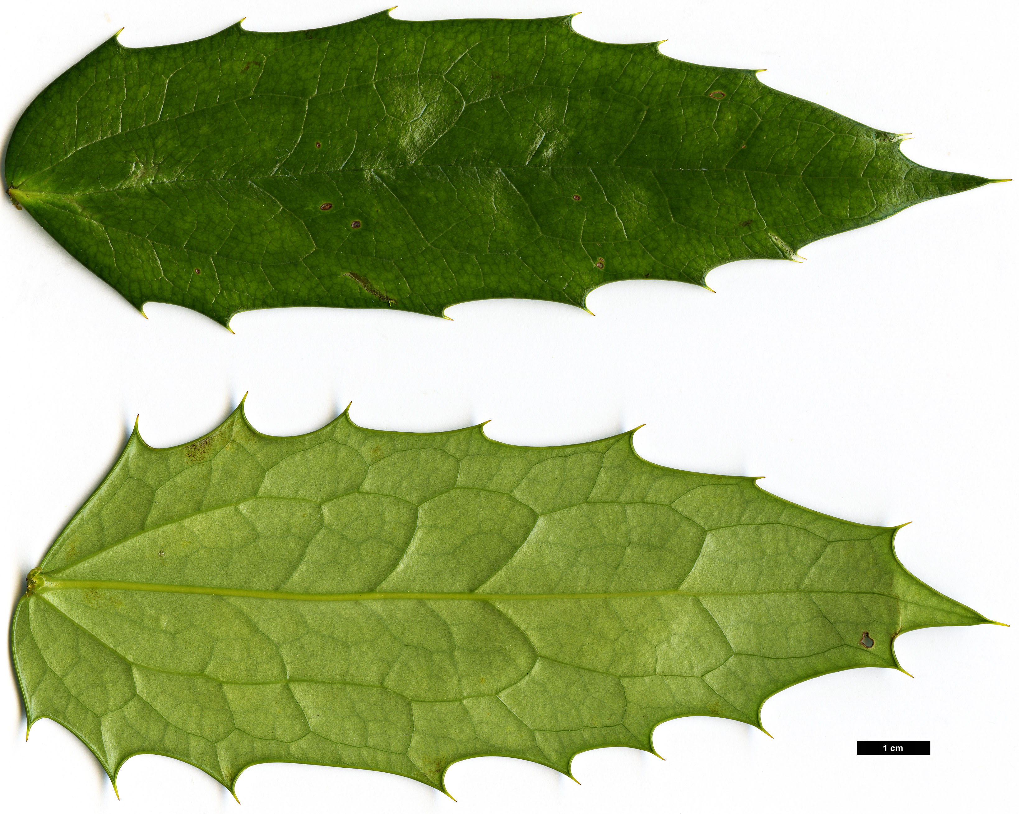 High resolution image: Family: Berberidaceae - Genus: Mahonia - Taxon: bodinieri