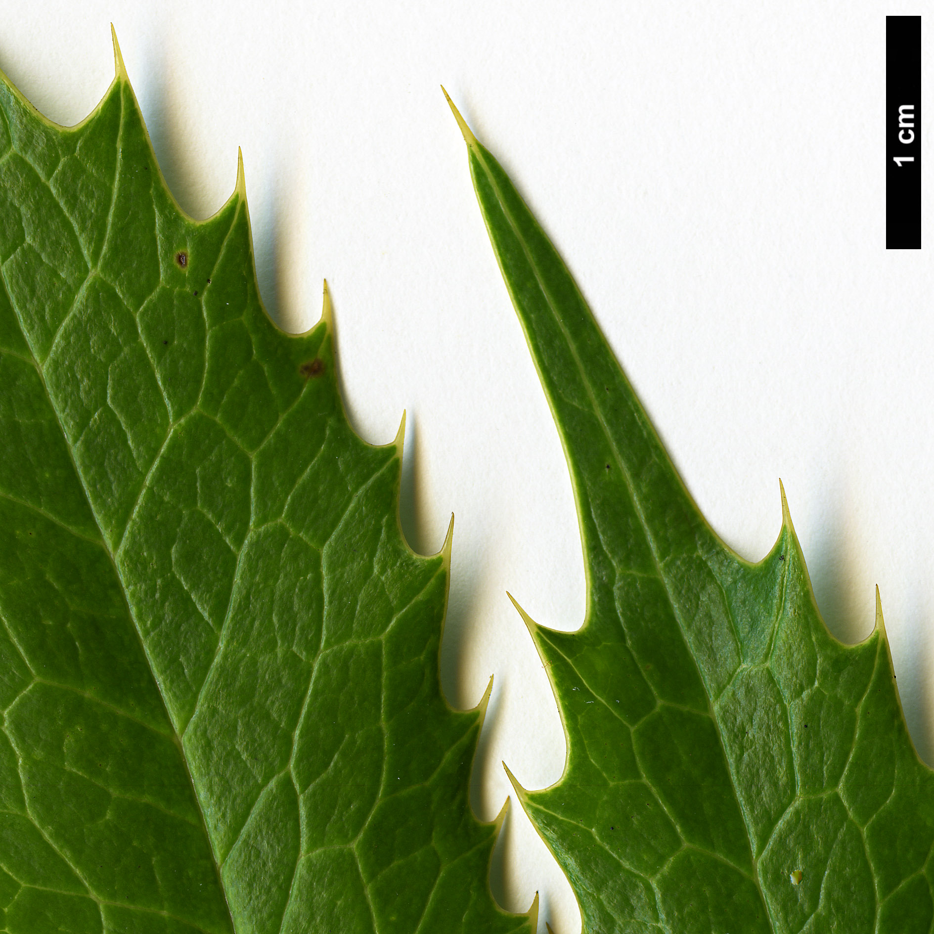 High resolution image: Family: Berberidaceae - Genus: Mahonia - Taxon: calamicaulis