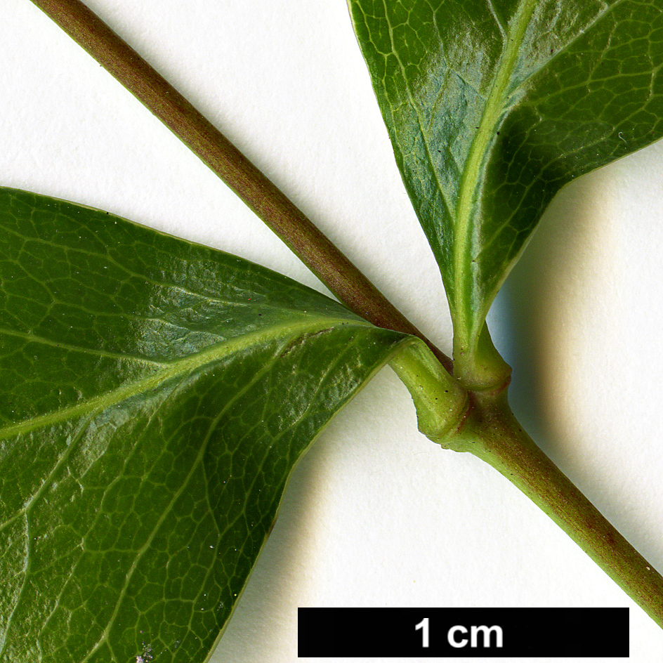 High resolution image: Family: Berberidaceae - Genus: Mahonia - Taxon: chochoco