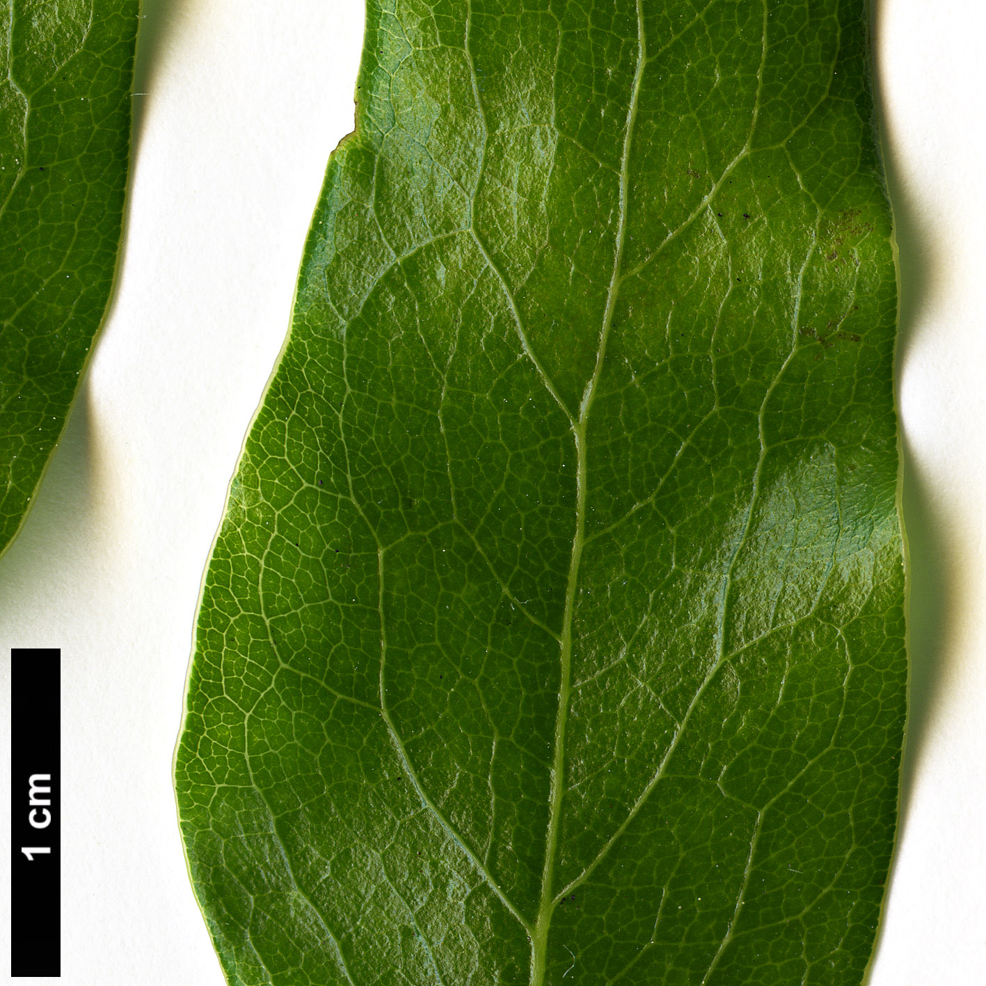 High resolution image: Family: Berberidaceae - Genus: Mahonia - Taxon: chochoco