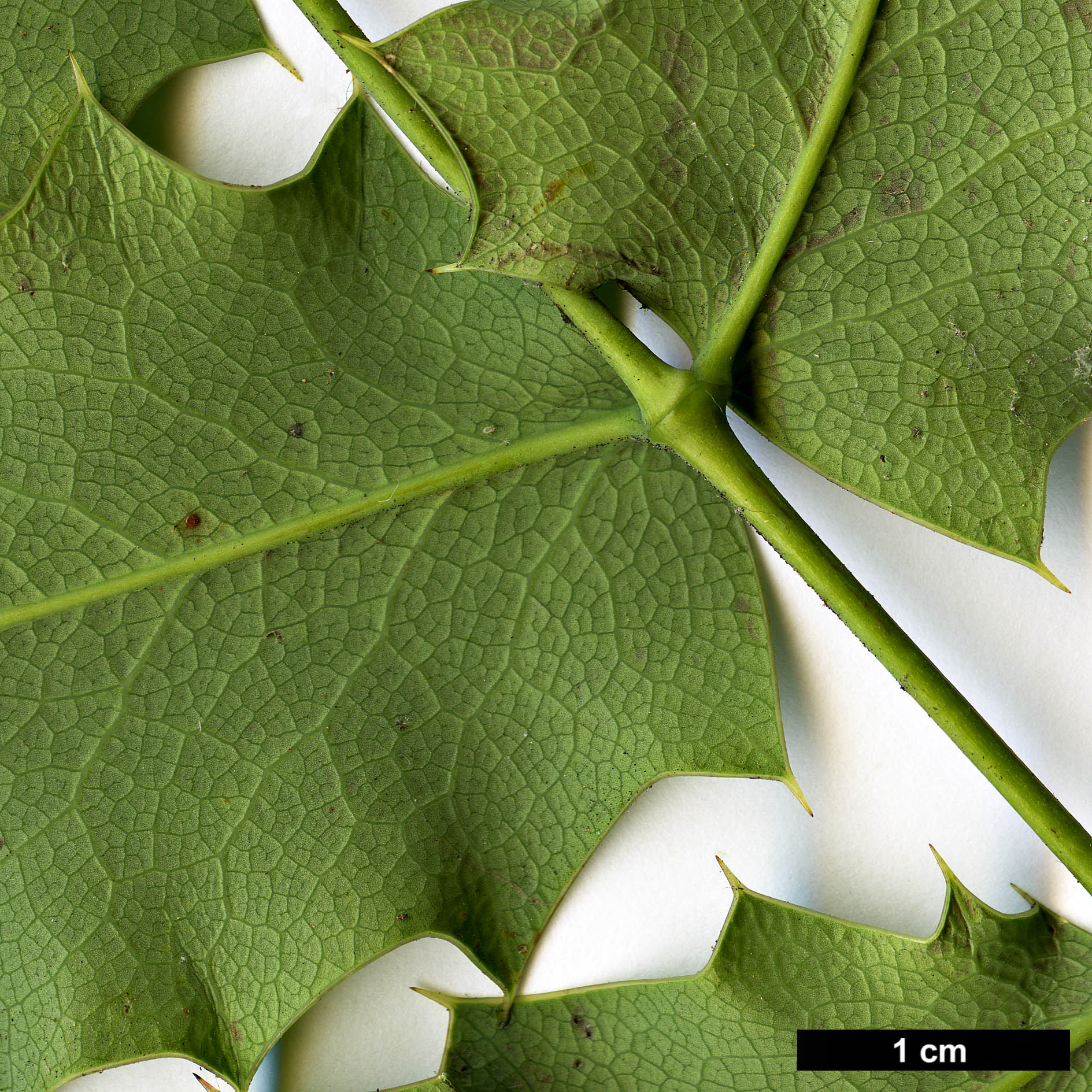 High resolution image: Family: Berberidaceae - Genus: Mahonia - Taxon: dictyota
