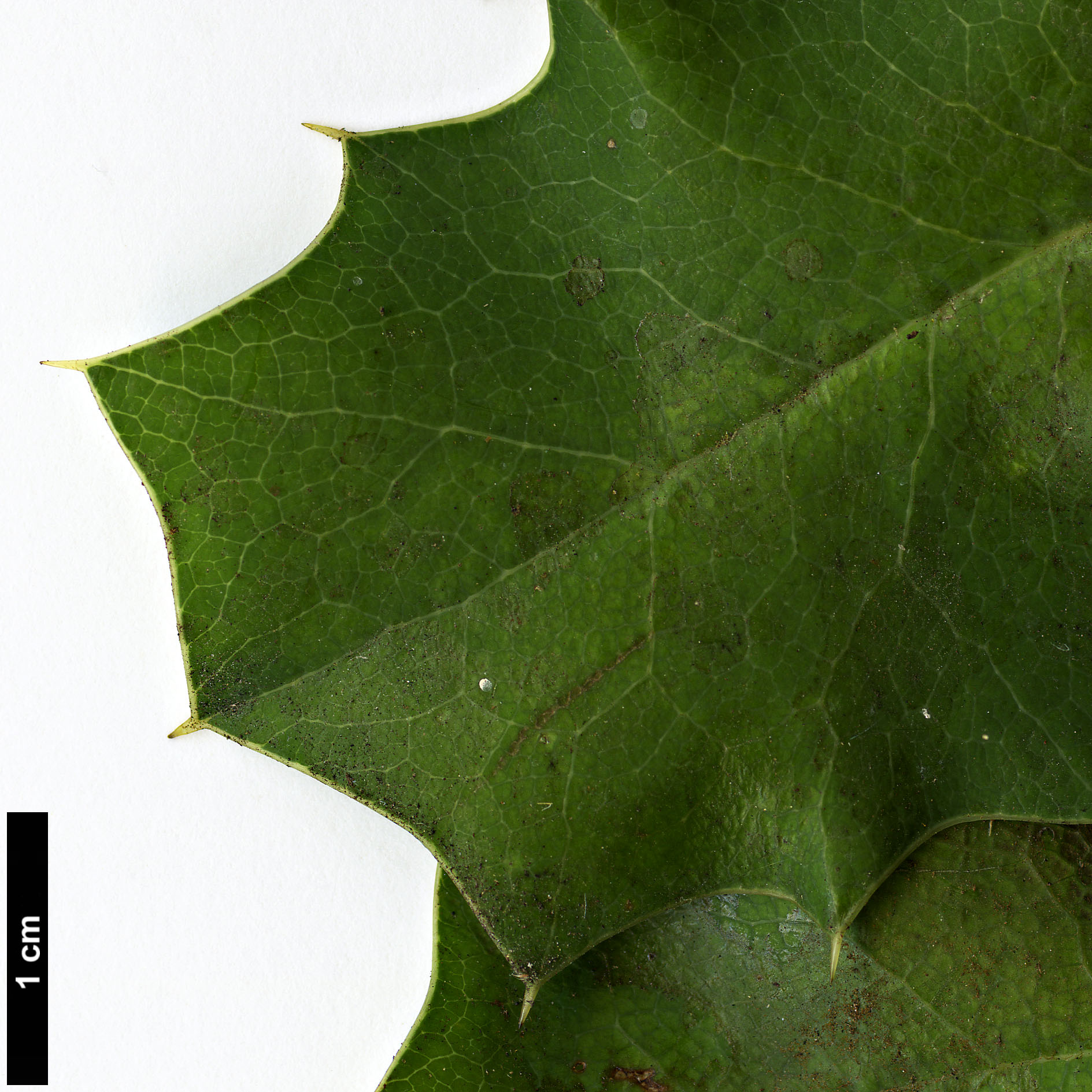 High resolution image: Family: Berberidaceae - Genus: Mahonia - Taxon: dictyota