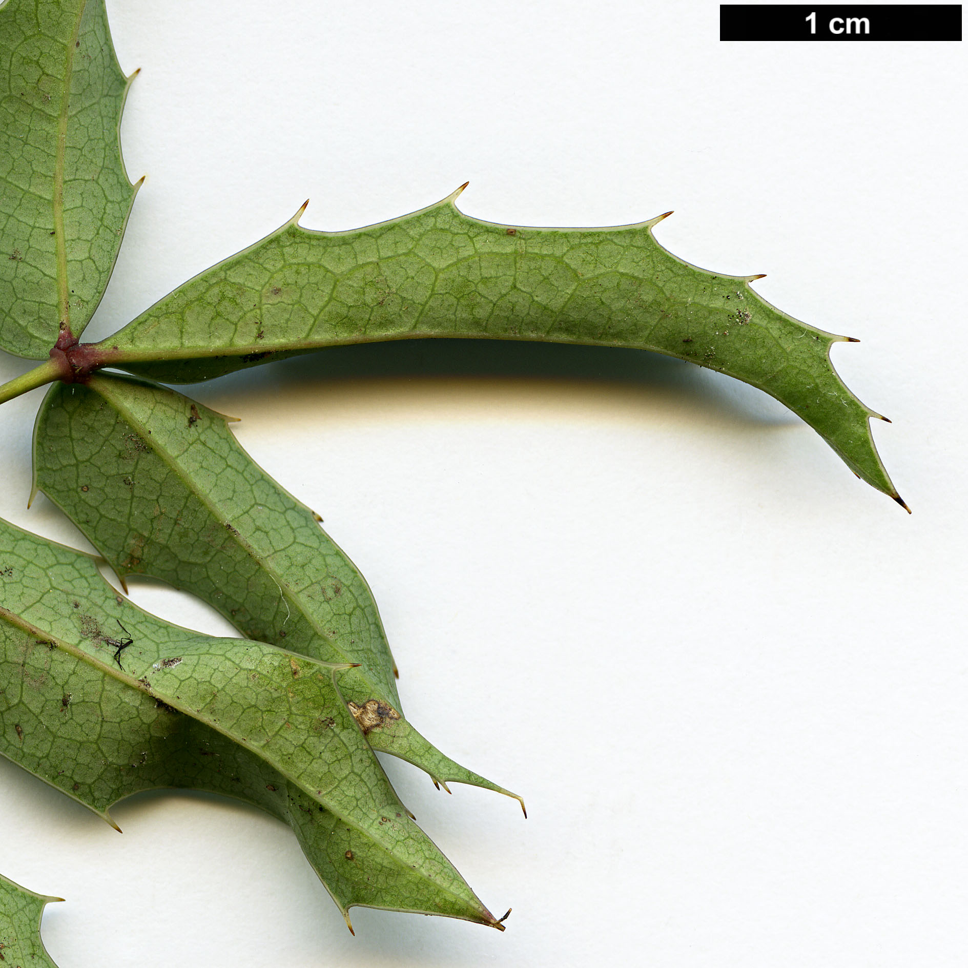 High resolution image: Family: Berberidaceae - Genus: Mahonia - Taxon: druckerei