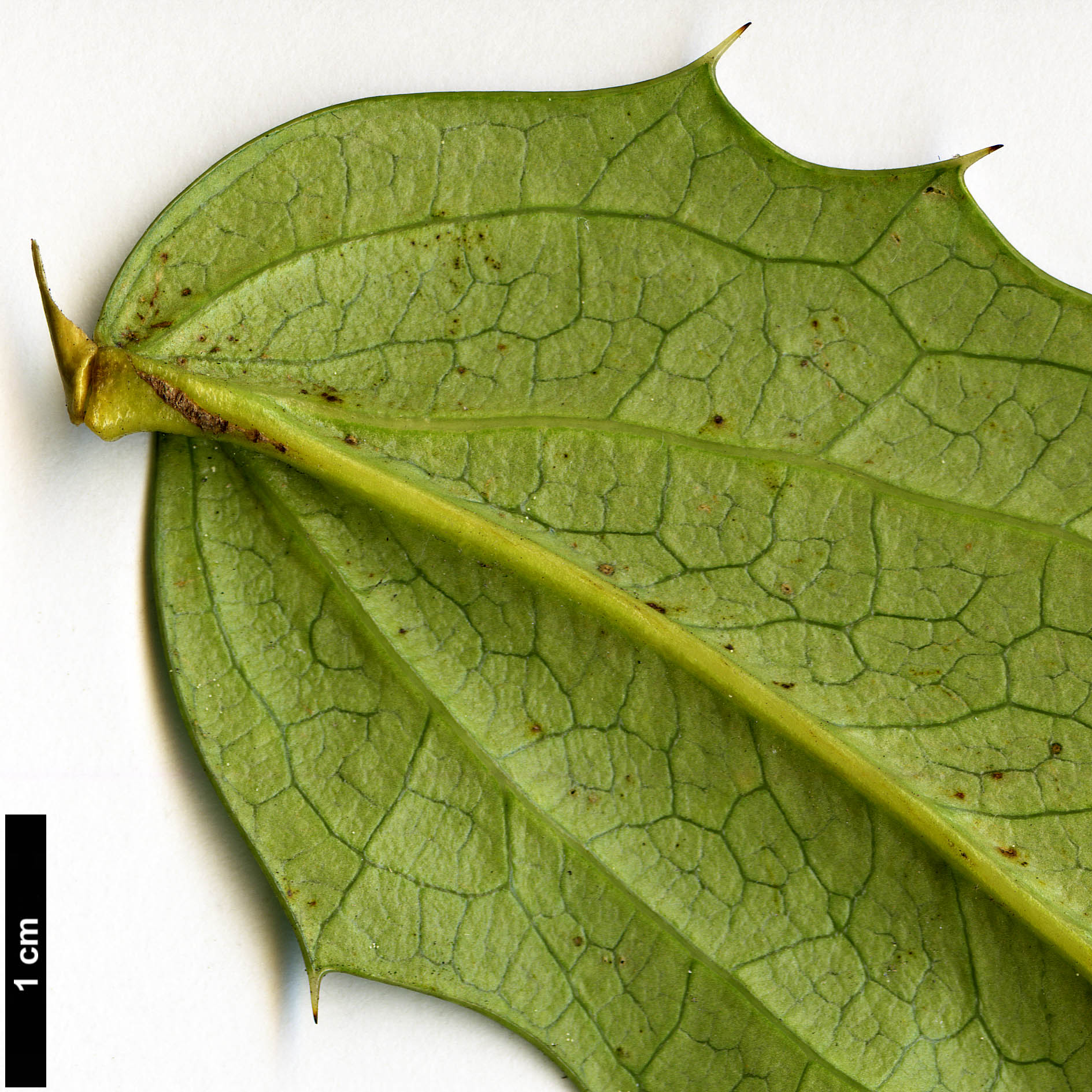 High resolution image: Family: Berberidaceae - Genus: Mahonia - Taxon: duclouxiana