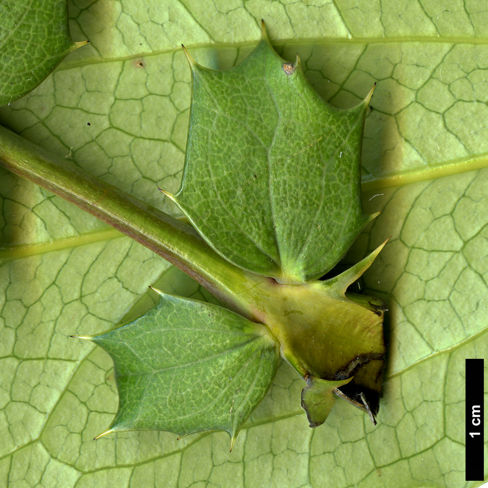 High resolution image: Family: Berberidaceae - Genus: Mahonia - Taxon: duclouxiana