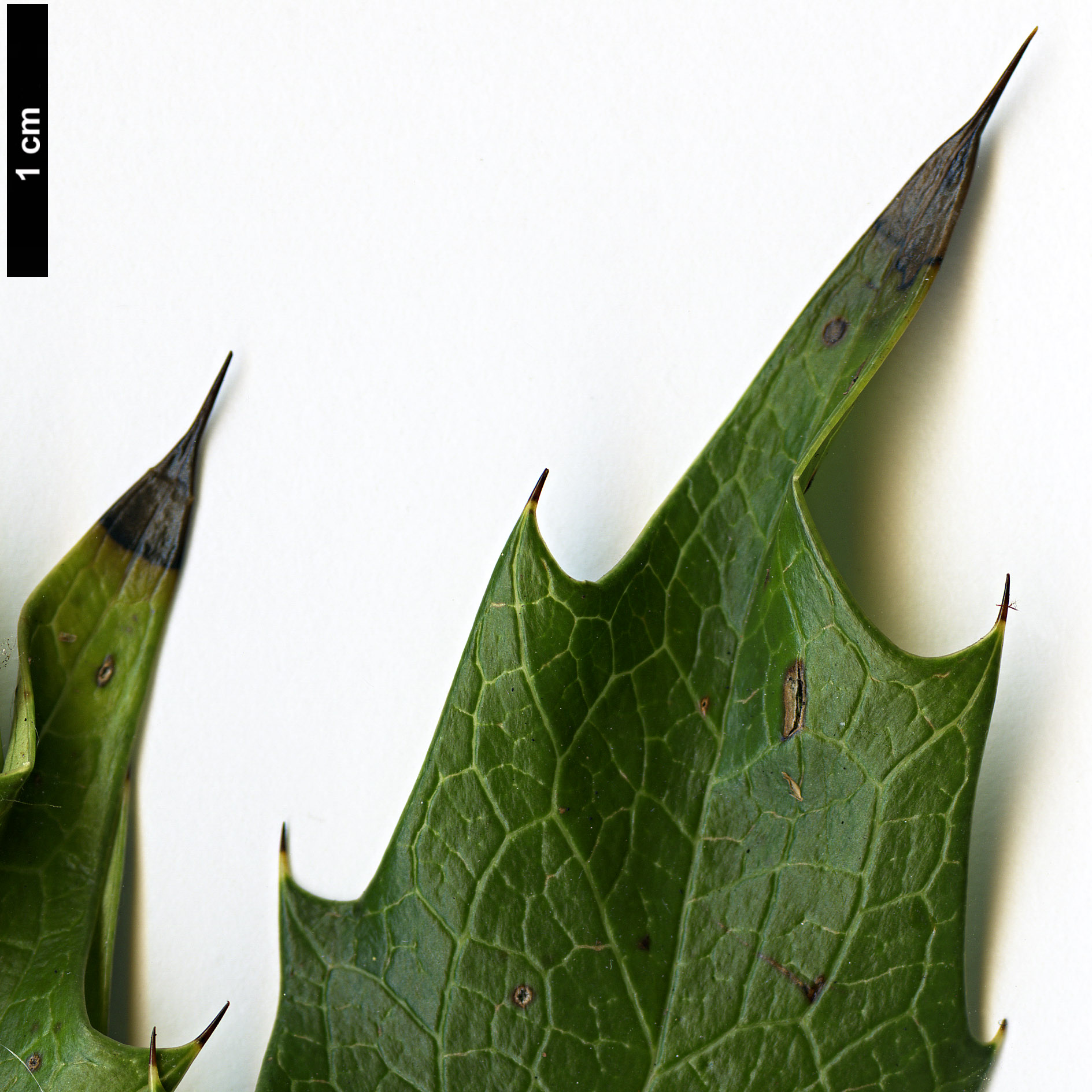 High resolution image: Family: Berberidaceae - Genus: Mahonia - Taxon: duclouxiana