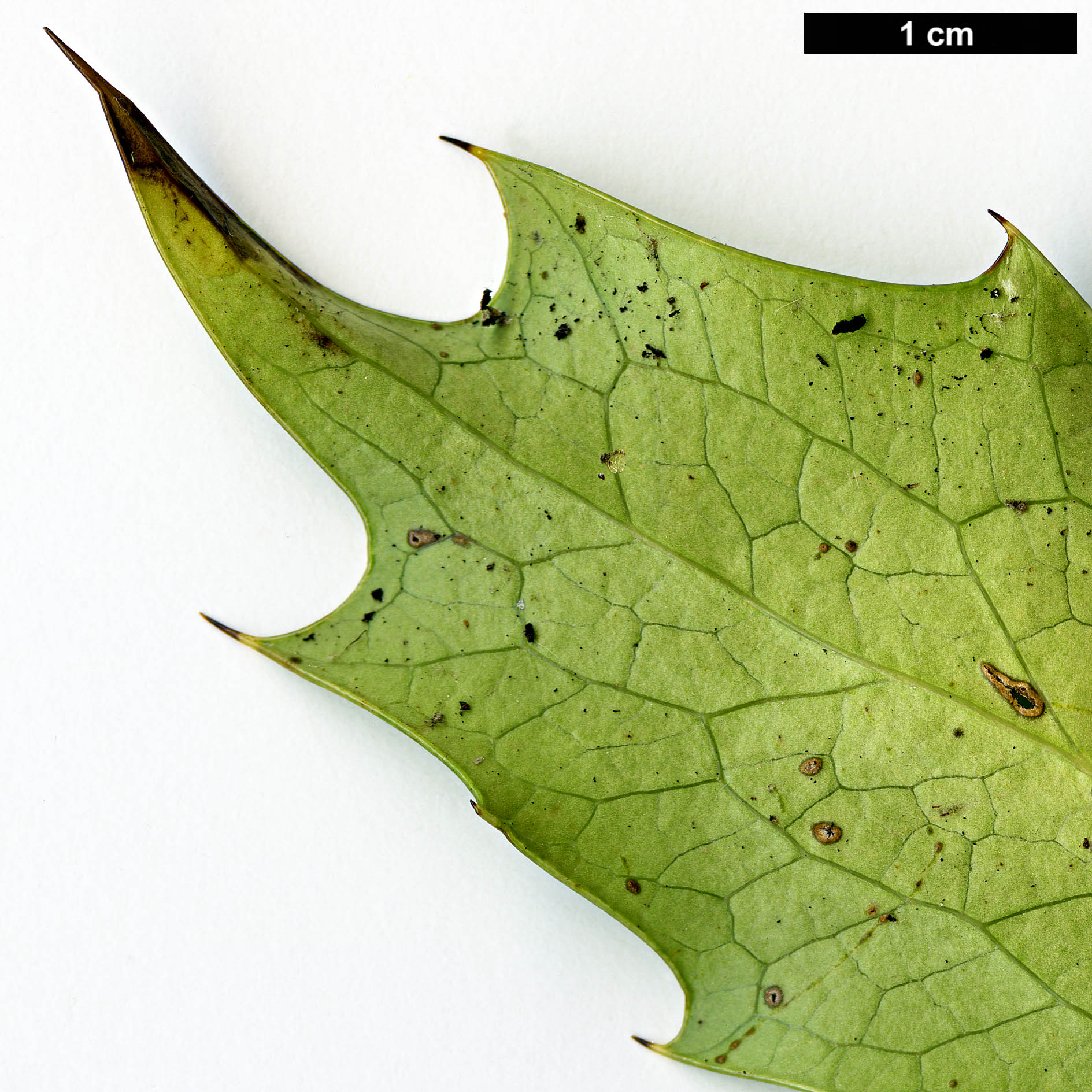 High resolution image: Family: Berberidaceae - Genus: Mahonia - Taxon: duclouxiana