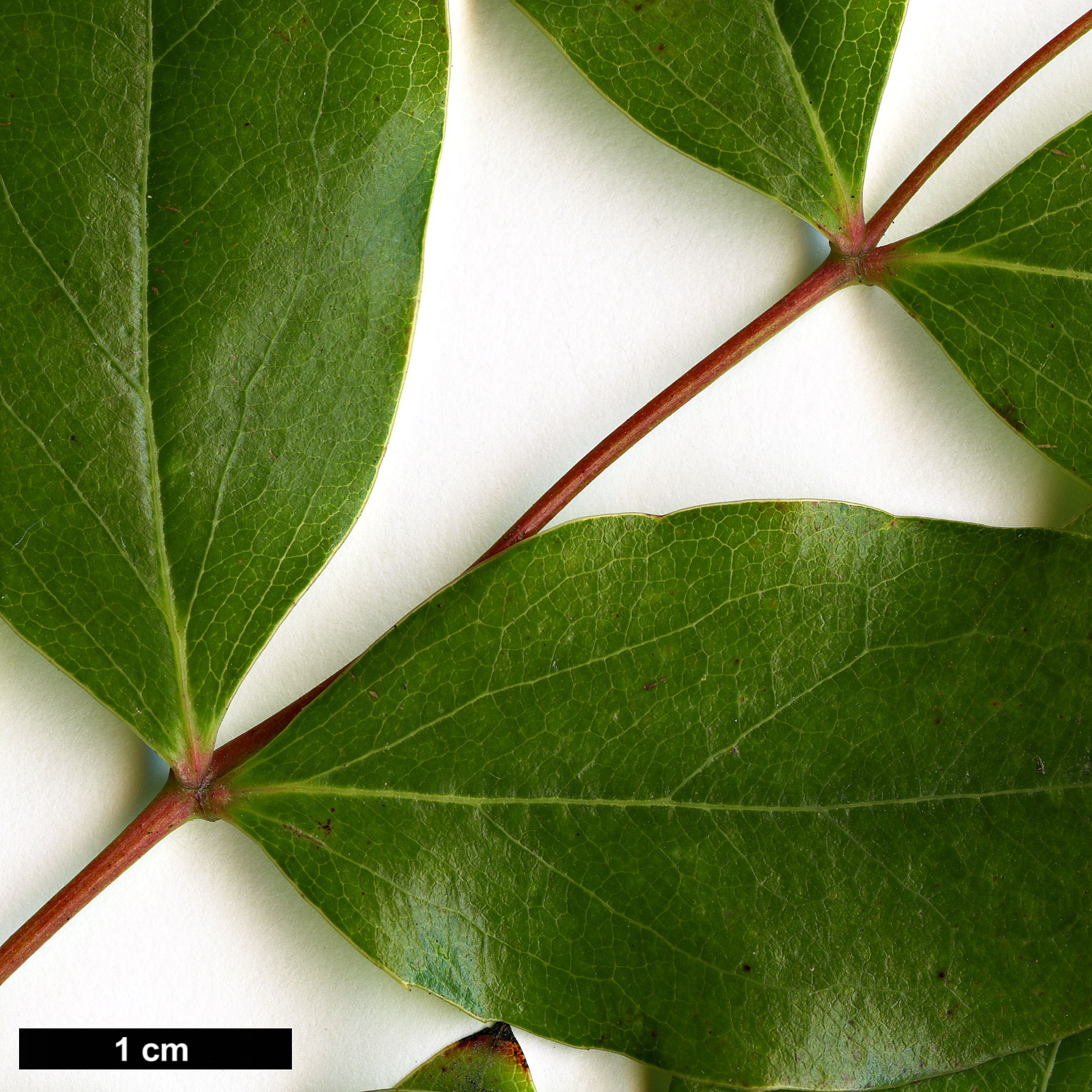 High resolution image: Family: Berberidaceae - Genus: Mahonia - Taxon: gracilis