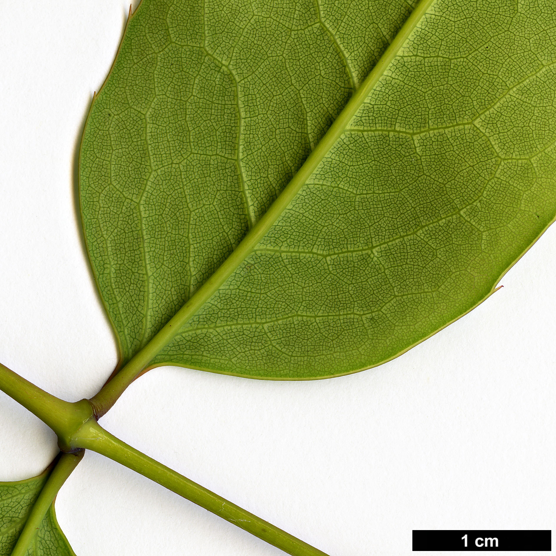 High resolution image: Family: Berberidaceae - Genus: Mahonia - Taxon: hartwegii