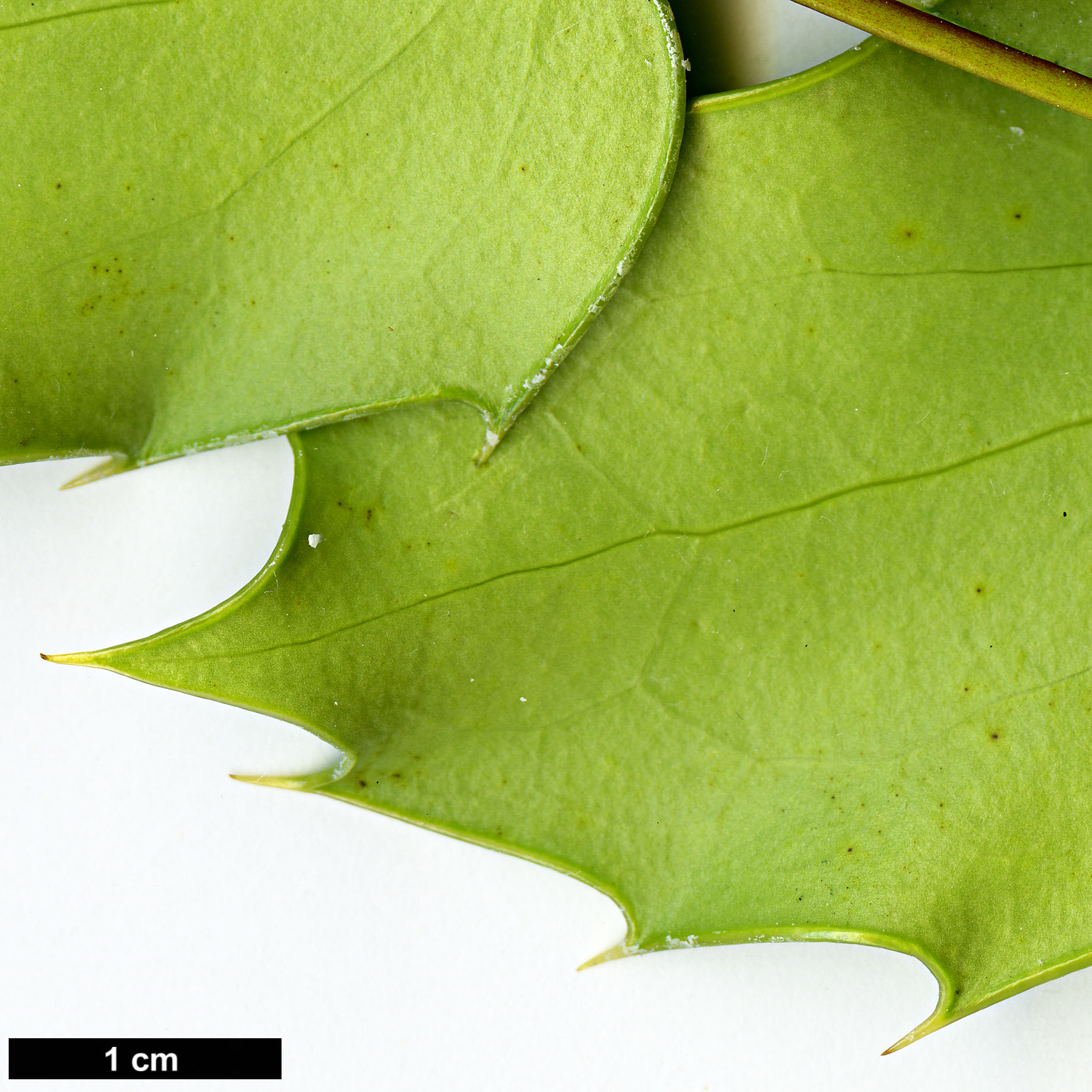 High resolution image: Family: Berberidaceae - Genus: Mahonia - Taxon: japonica