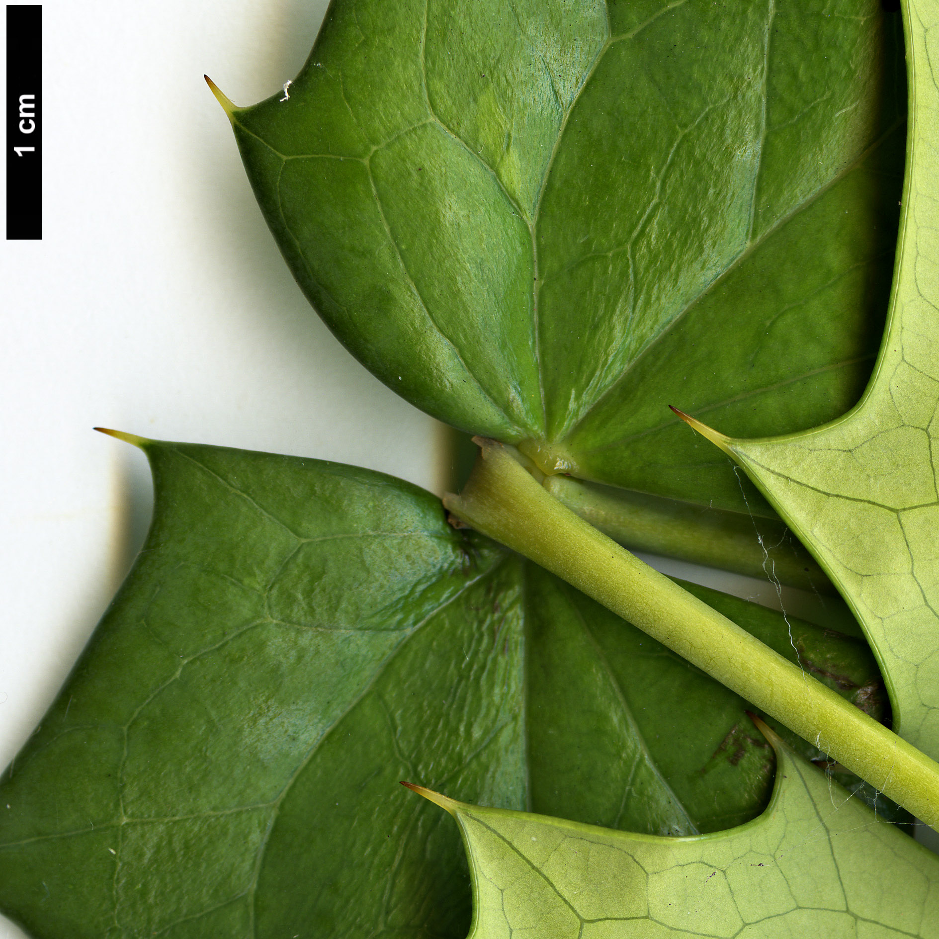 High resolution image: Family: Berberidaceae - Genus: Mahonia - Taxon: klossii