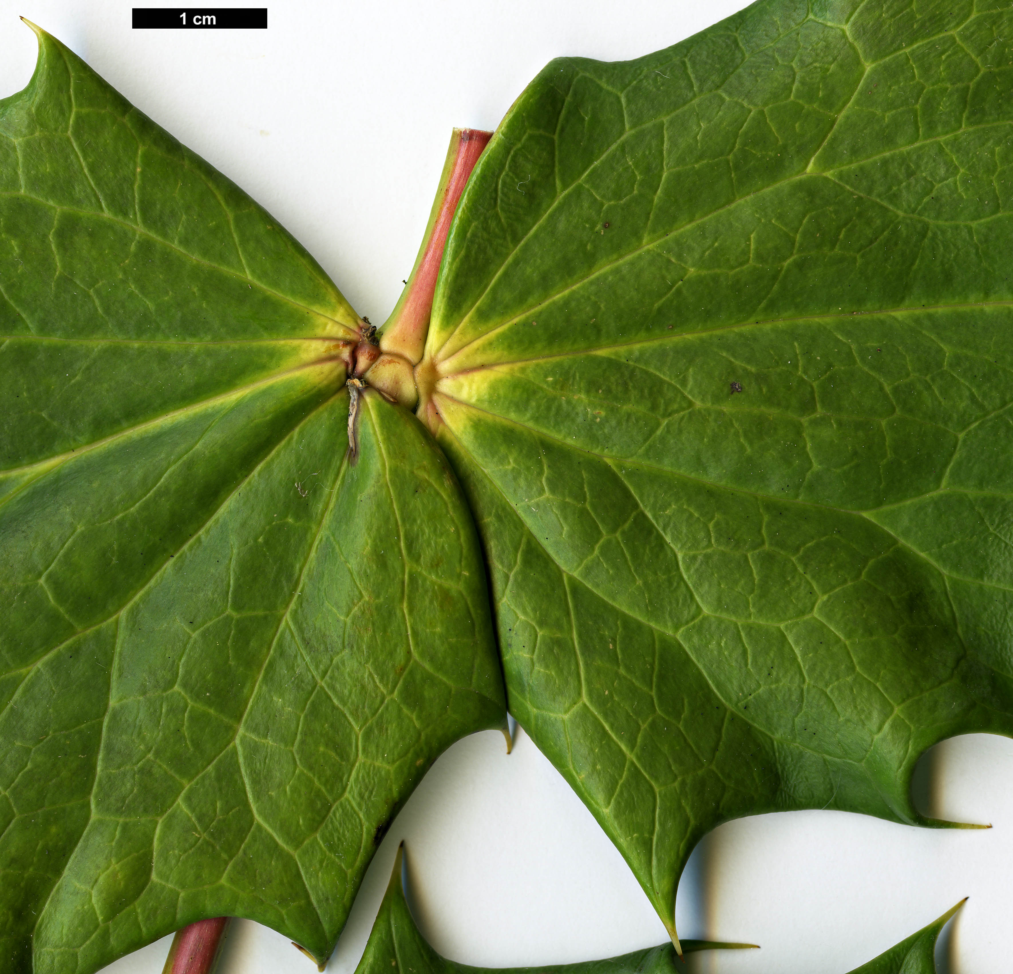 High resolution image: Family: Berberidaceae - Genus: Mahonia - Taxon: lancasteri