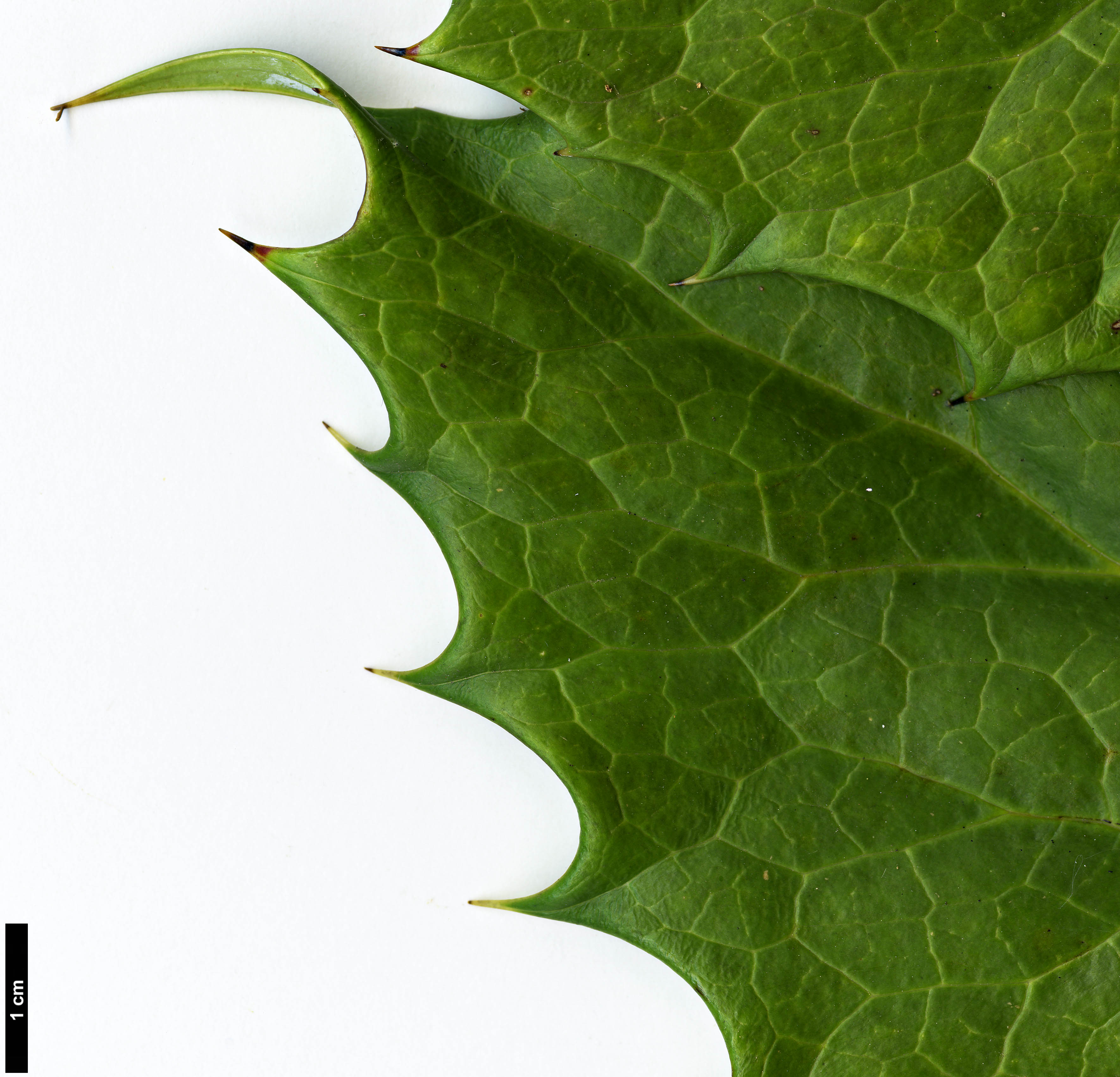 High resolution image: Family: Berberidaceae - Genus: Mahonia - Taxon: lancasteri