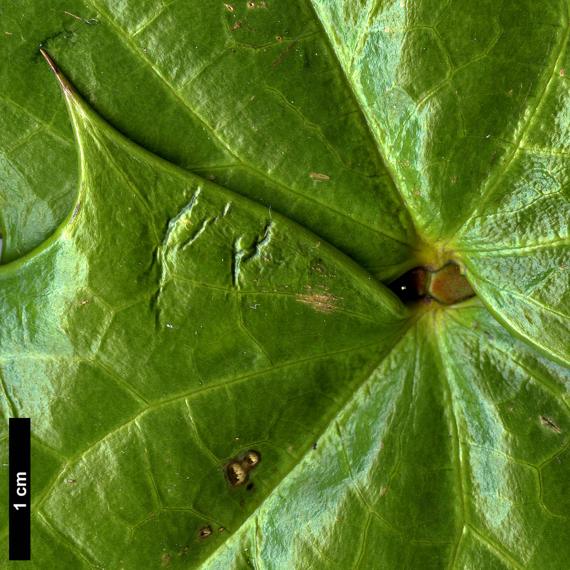 High resolution image: Family: Berberidaceae - Genus: Mahonia - Taxon: leveilleana