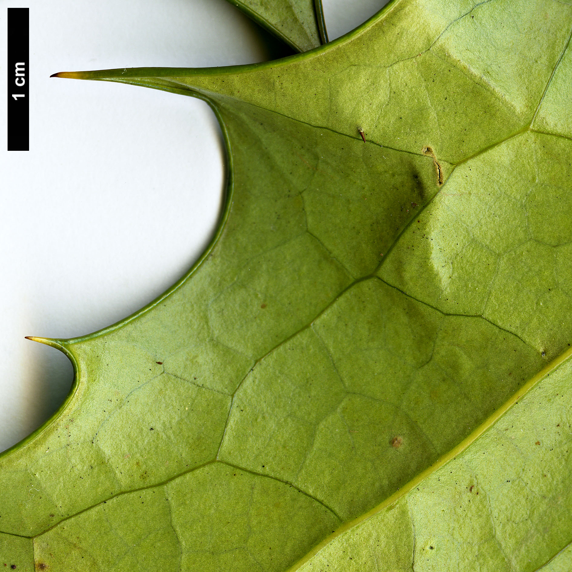 High resolution image: Family: Berberidaceae - Genus: Mahonia - Taxon: leveilleana