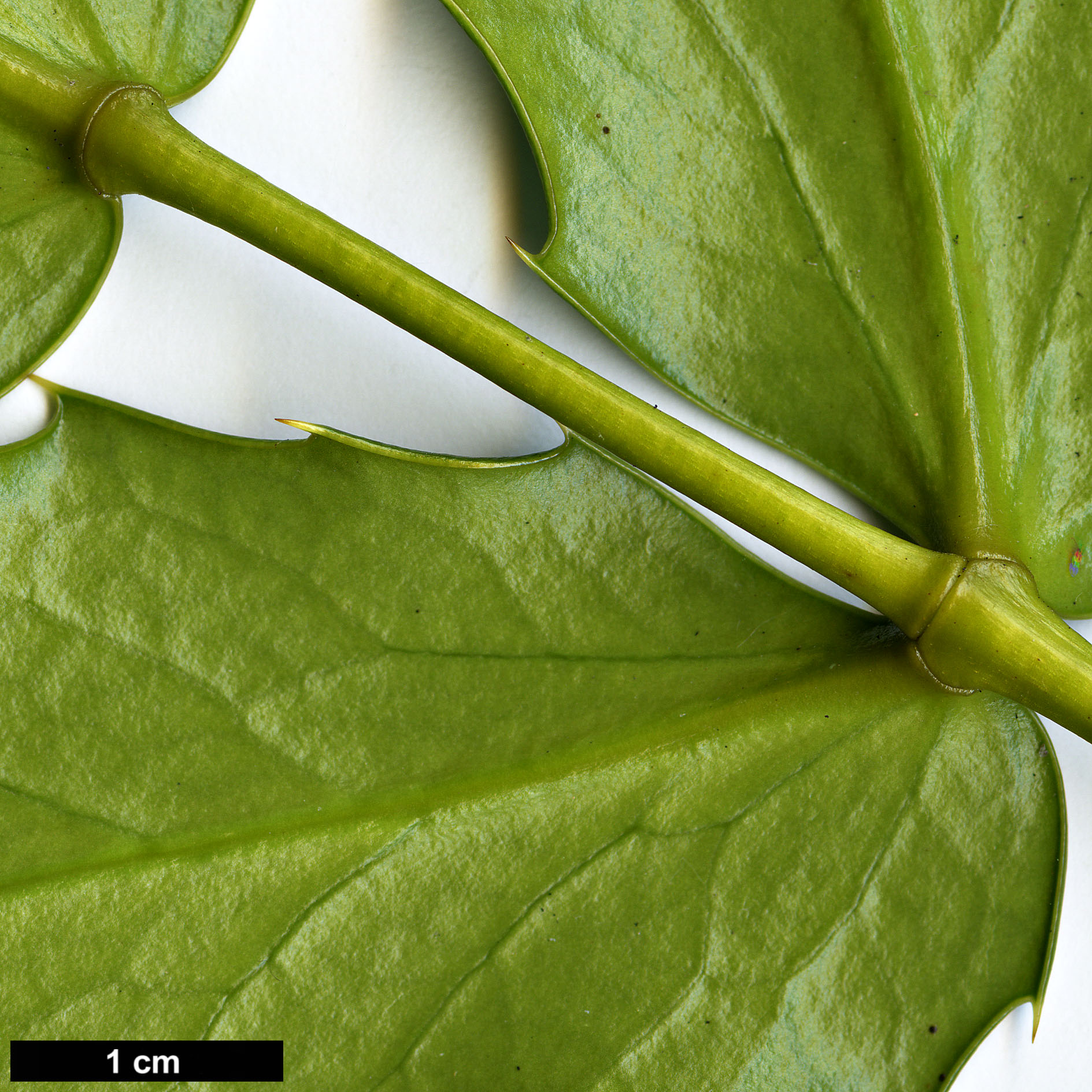 High resolution image: Family: Berberidaceae - Genus: Mahonia - Taxon: longibracteata