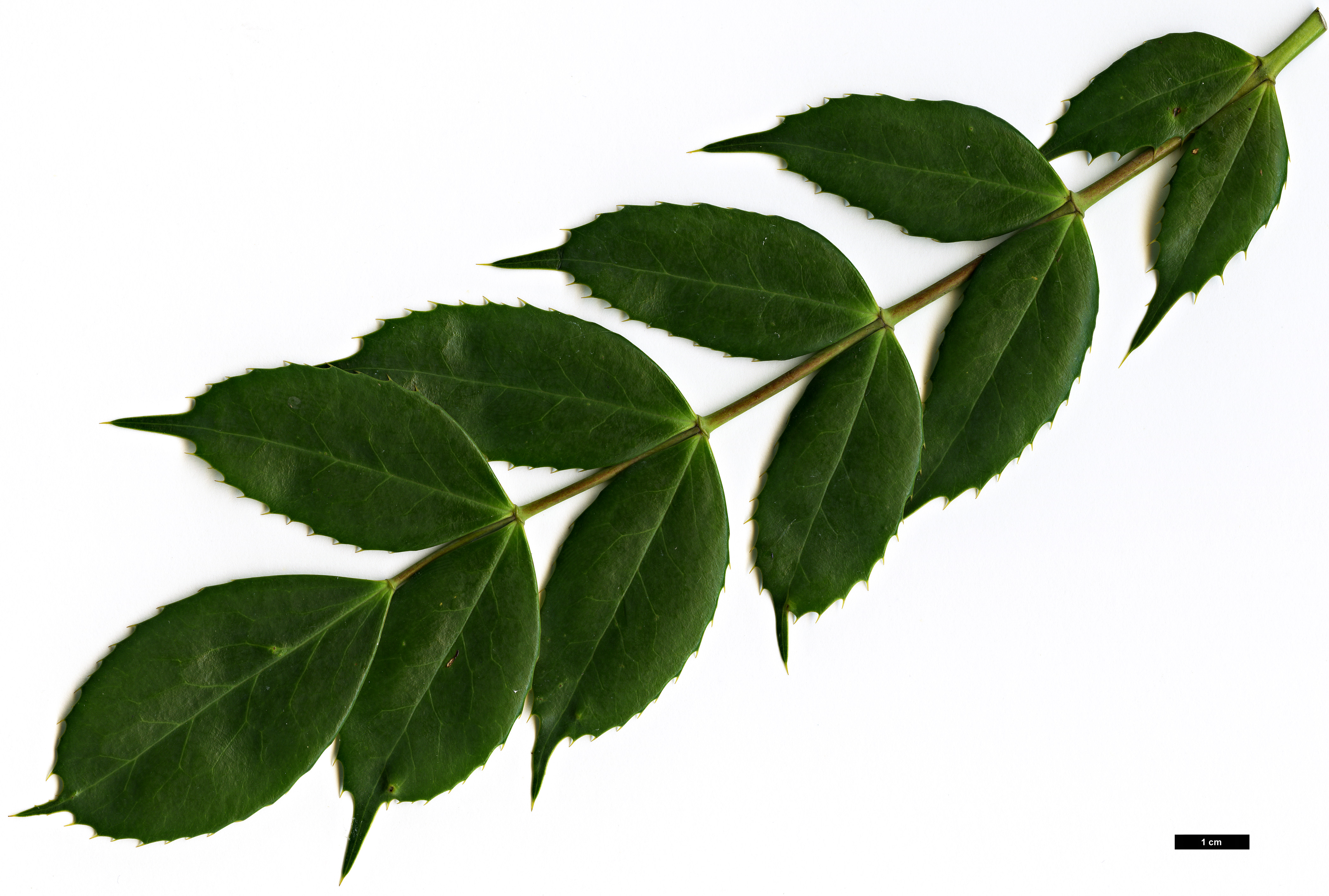 High resolution image: Family: Berberidaceae - Genus: Mahonia - Taxon: lushuiensis