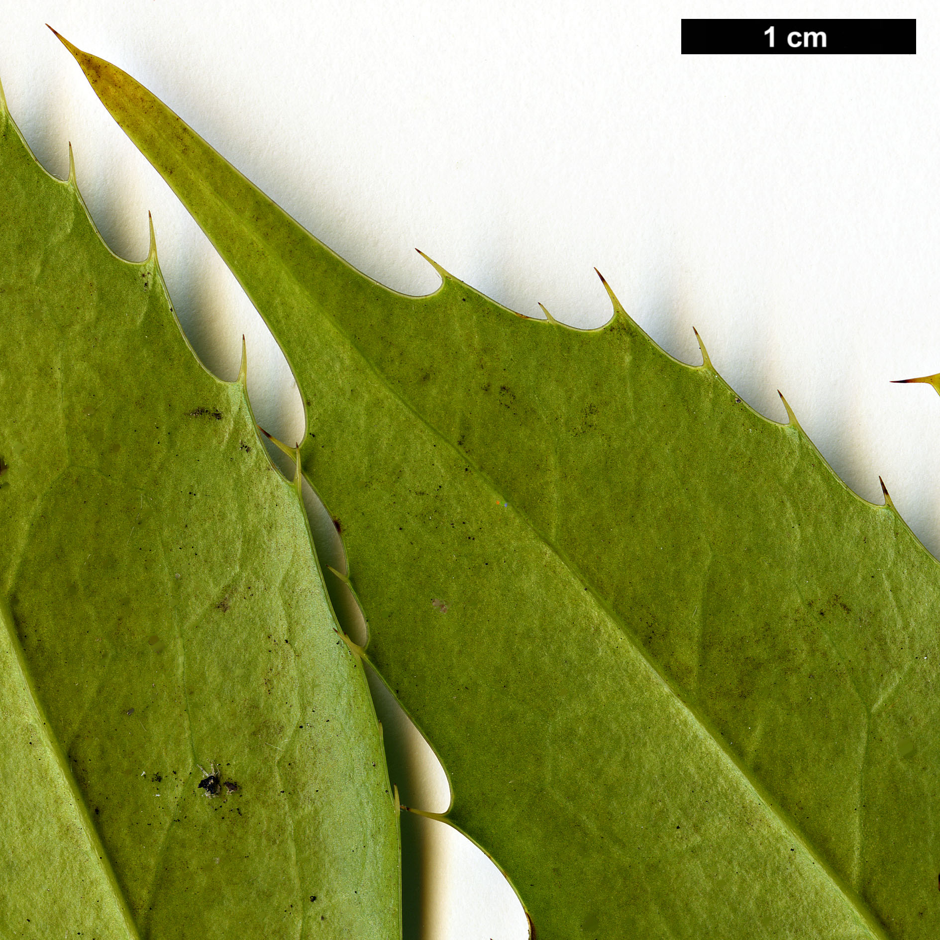 High resolution image: Family: Berberidaceae - Genus: Mahonia - Taxon: lushuiensis