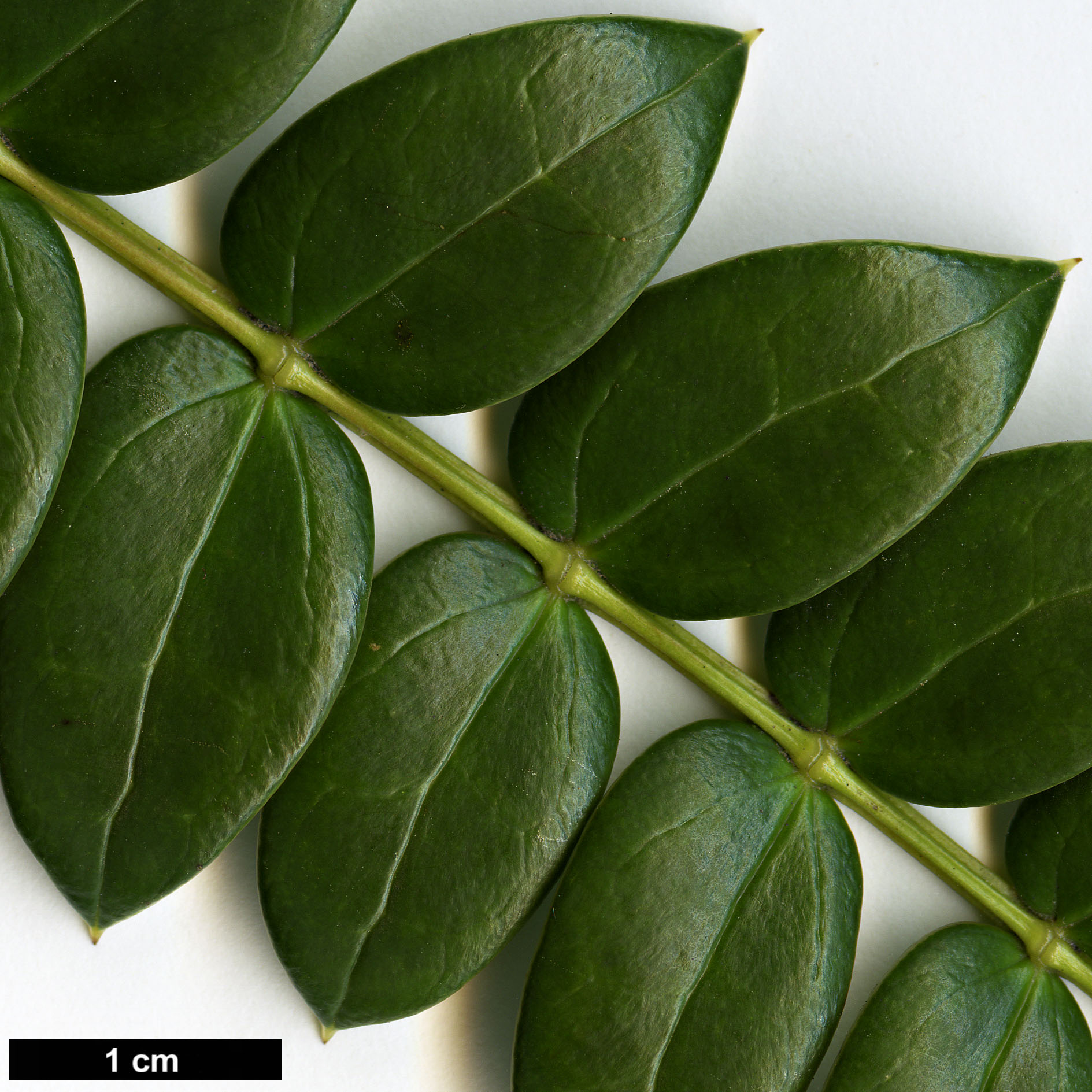 High resolution image: Family: Berberidaceae - Genus: Mahonia - Taxon: microphylla