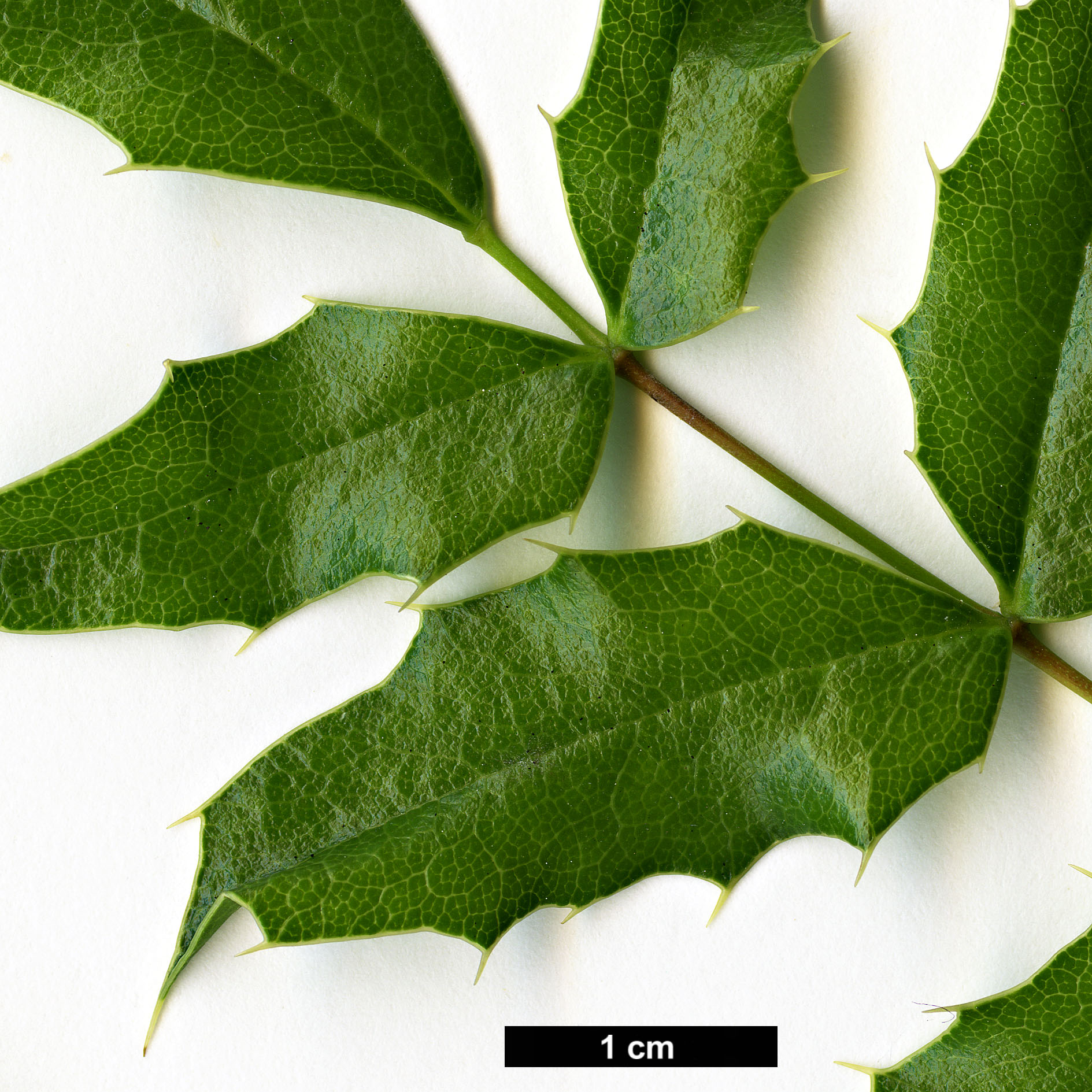 High resolution image: Family: Berberidaceae - Genus: Mahonia - Taxon: moranensis