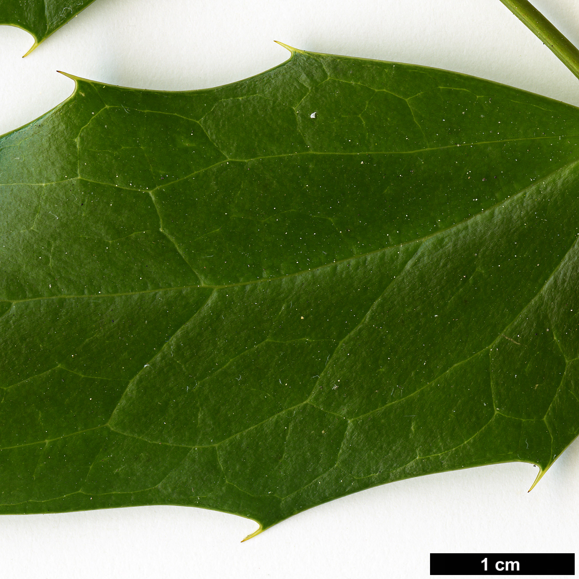 High resolution image: Family: Berberidaceae - Genus: Mahonia - Taxon: napaulensis - SpeciesSub: 'Maharajah'