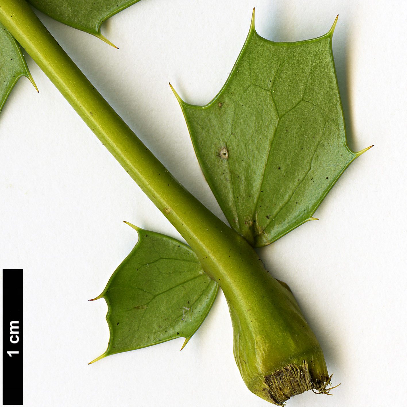 High resolution image: Family: Berberidaceae - Genus: Mahonia - Taxon: napaulensis - SpeciesSub: 'Maharajah'