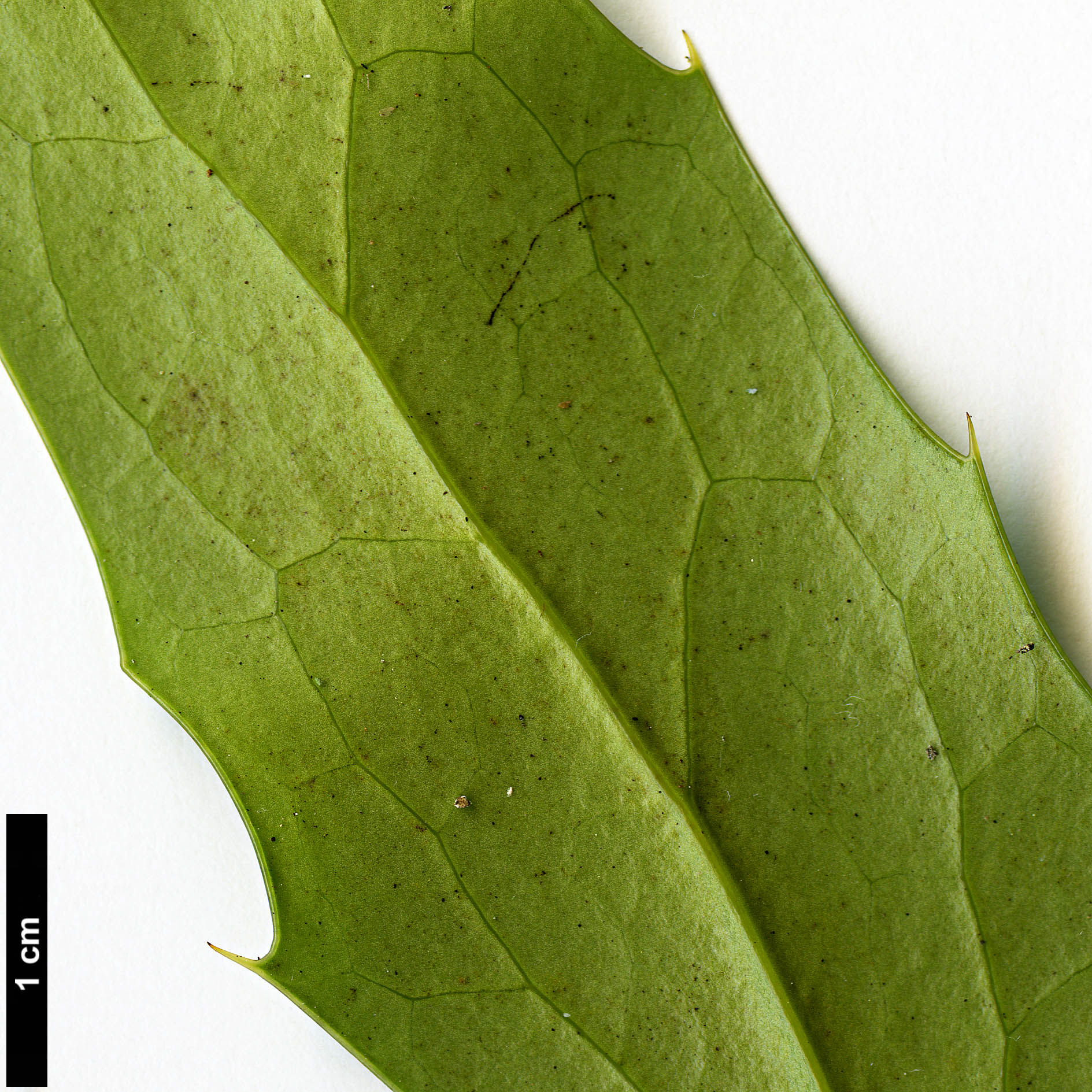 High resolution image: Family: Berberidaceae - Genus: Mahonia - Taxon: napaulensis - SpeciesSub: 'Maharajah'