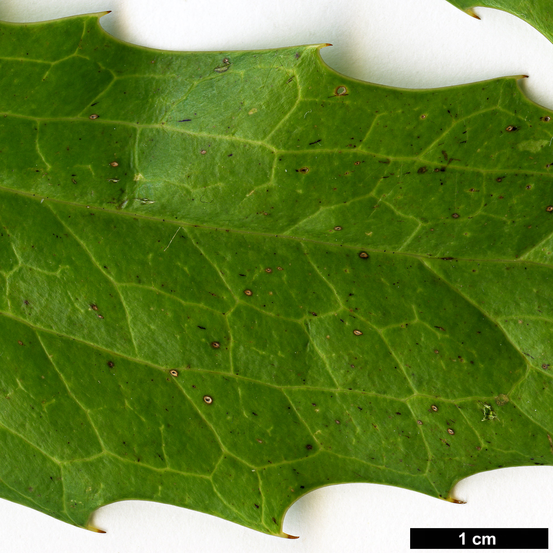 High resolution image: Family: Berberidaceae - Genus: Mahonia - Taxon: napaulensis