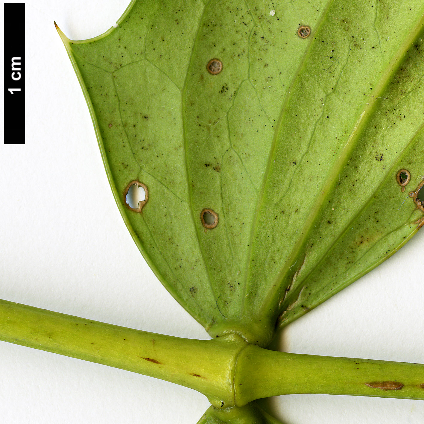 High resolution image: Family: Berberidaceae - Genus: Mahonia - Taxon: napaulensis