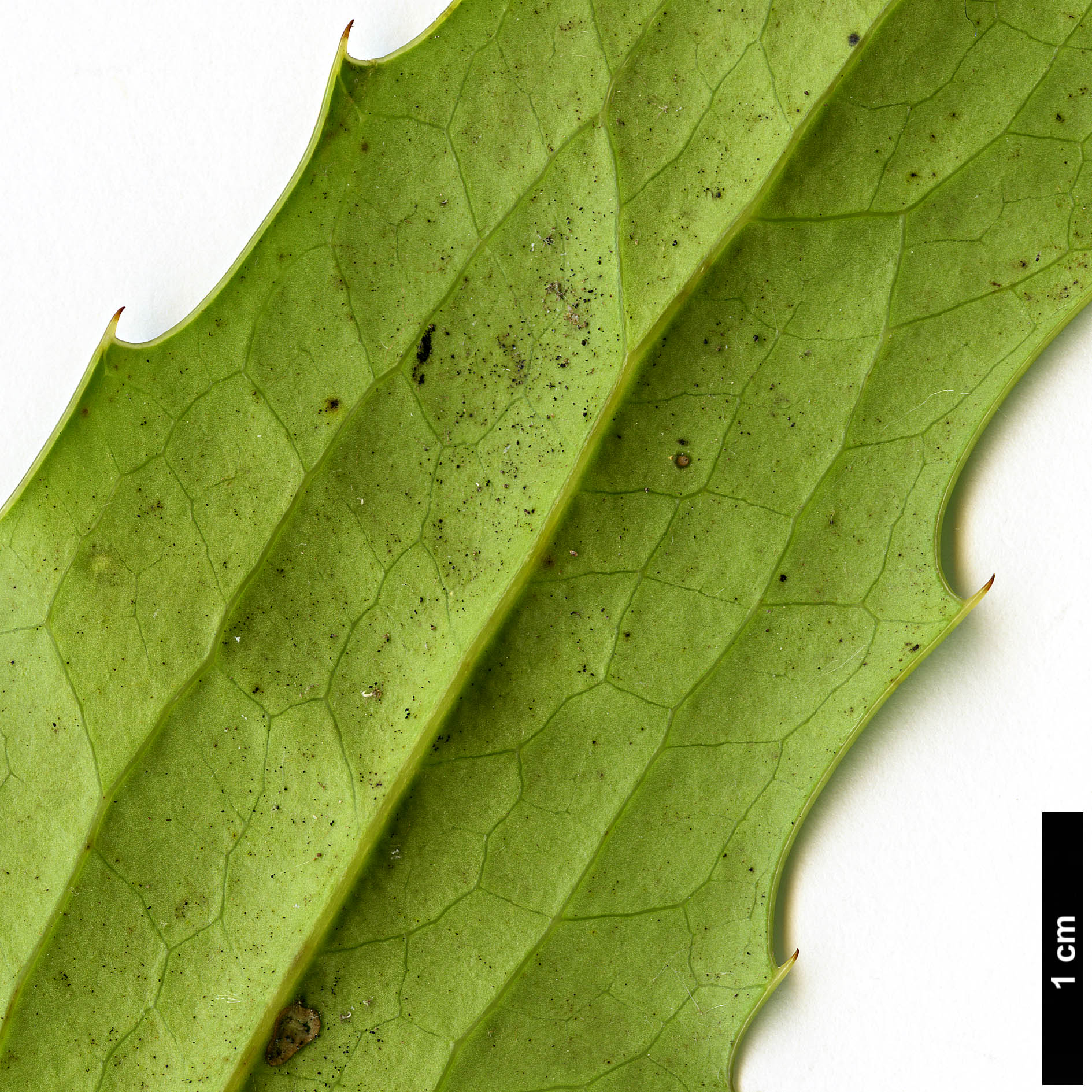 High resolution image: Family: Berberidaceae - Genus: Mahonia - Taxon: napaulensis