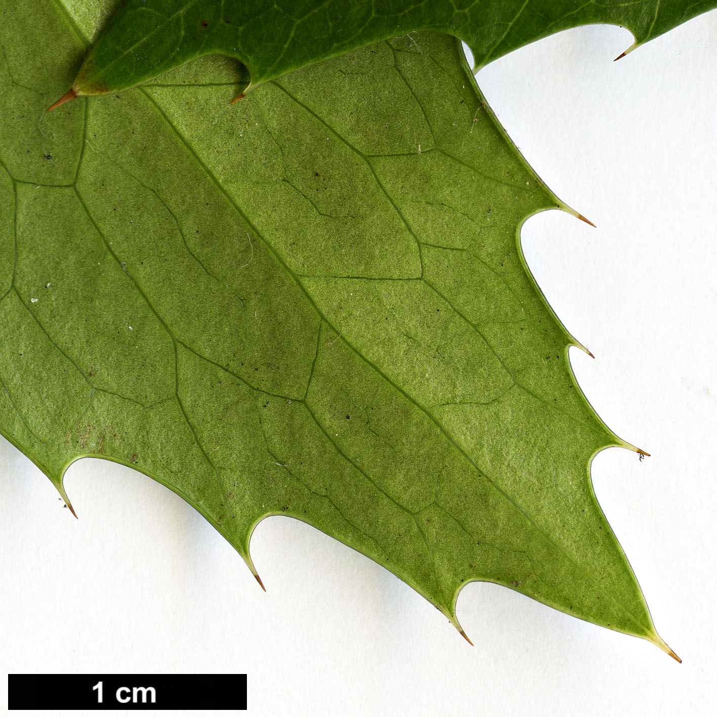 High resolution image: Family: Berberidaceae - Genus: Mahonia - Taxon: nervosa