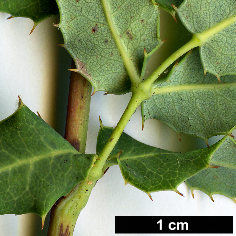 High resolution image: Family: Berberidaceae - Genus: Mahonia - Taxon: nevinii