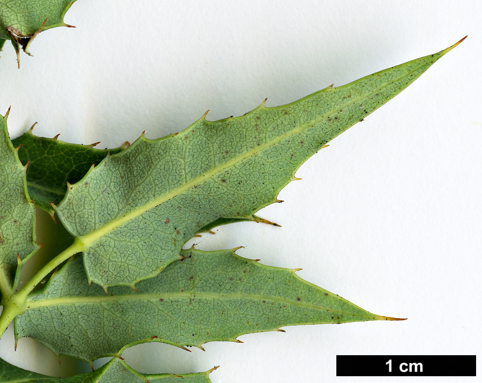 High resolution image: Family: Berberidaceae - Genus: Mahonia - Taxon: nevinii