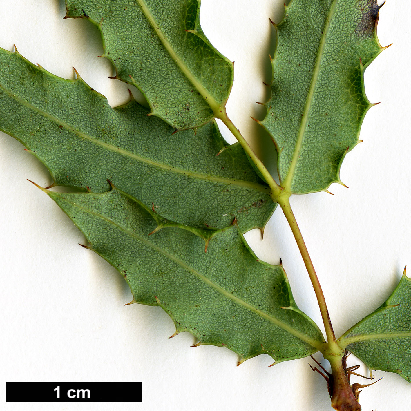 High resolution image: Family: Berberidaceae - Genus: Mahonia - Taxon: nevinii