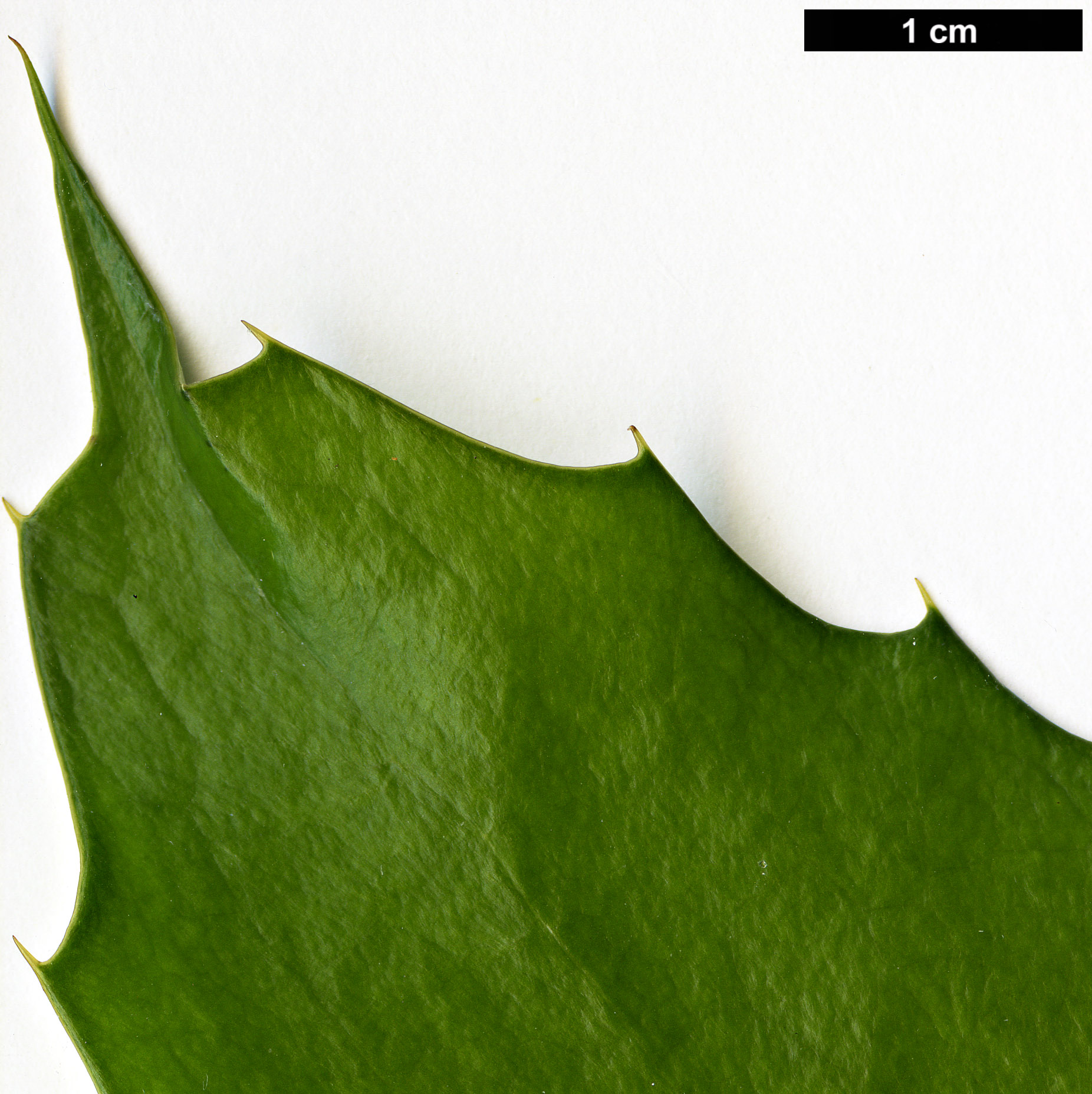 High resolution image: Family: Berberidaceae - Genus: Mahonia - Taxon: nitens