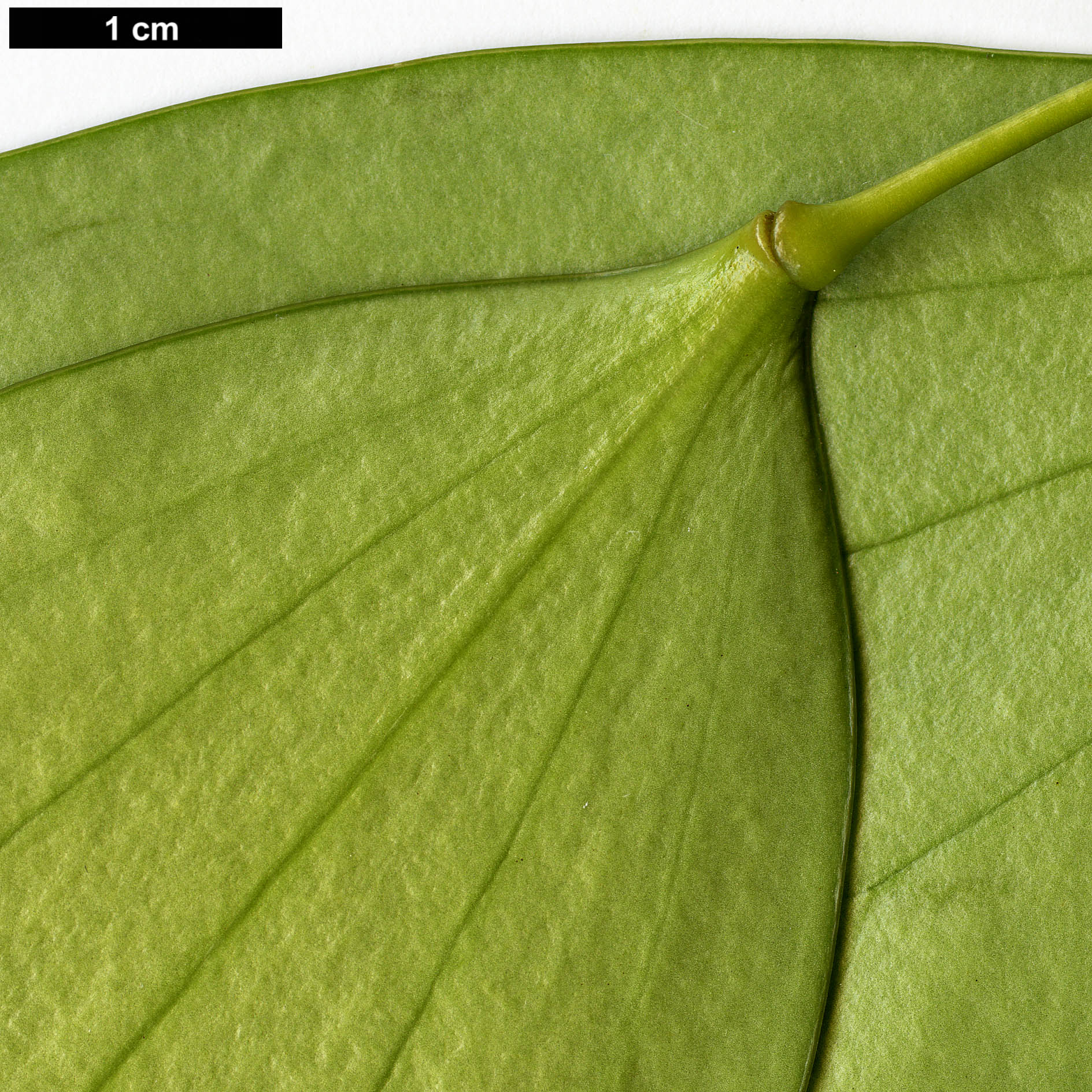 High resolution image: Family: Berberidaceae - Genus: Mahonia - Taxon: nitens