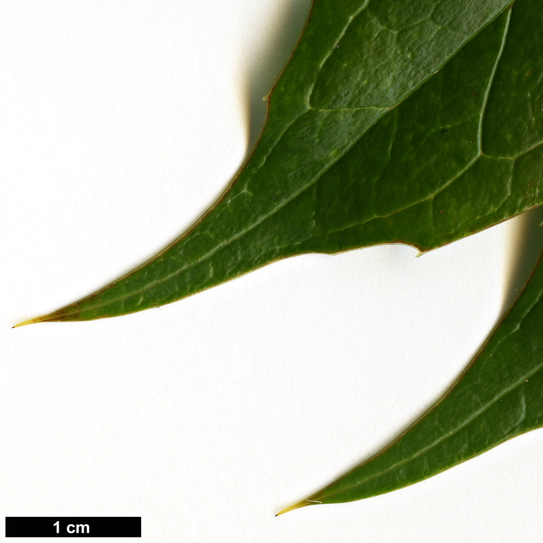 High resolution image: Family: Berberidaceae - Genus: Mahonia - Taxon: ogisui