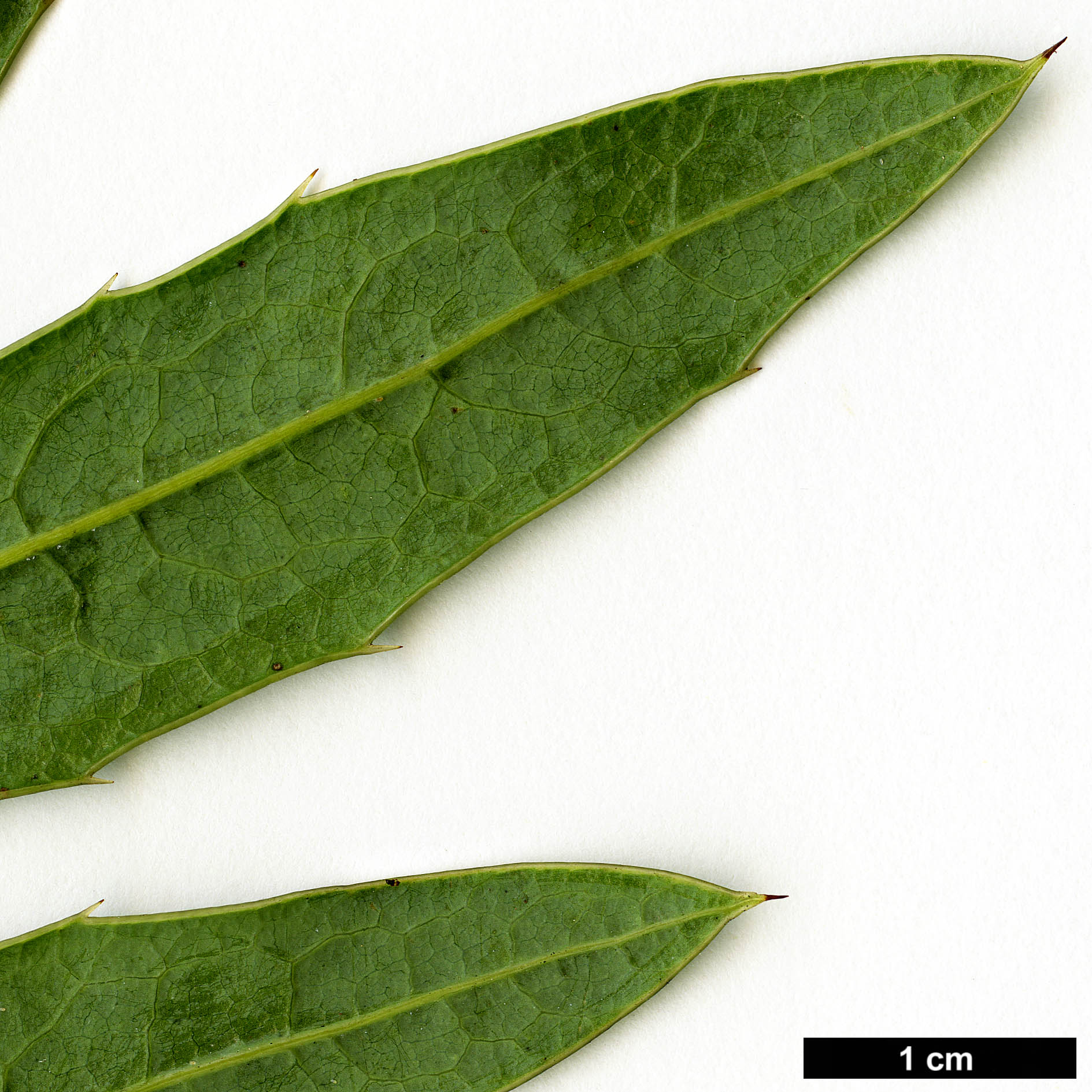 High resolution image: Family: Berberidaceae - Genus: Mahonia - Taxon: pallida