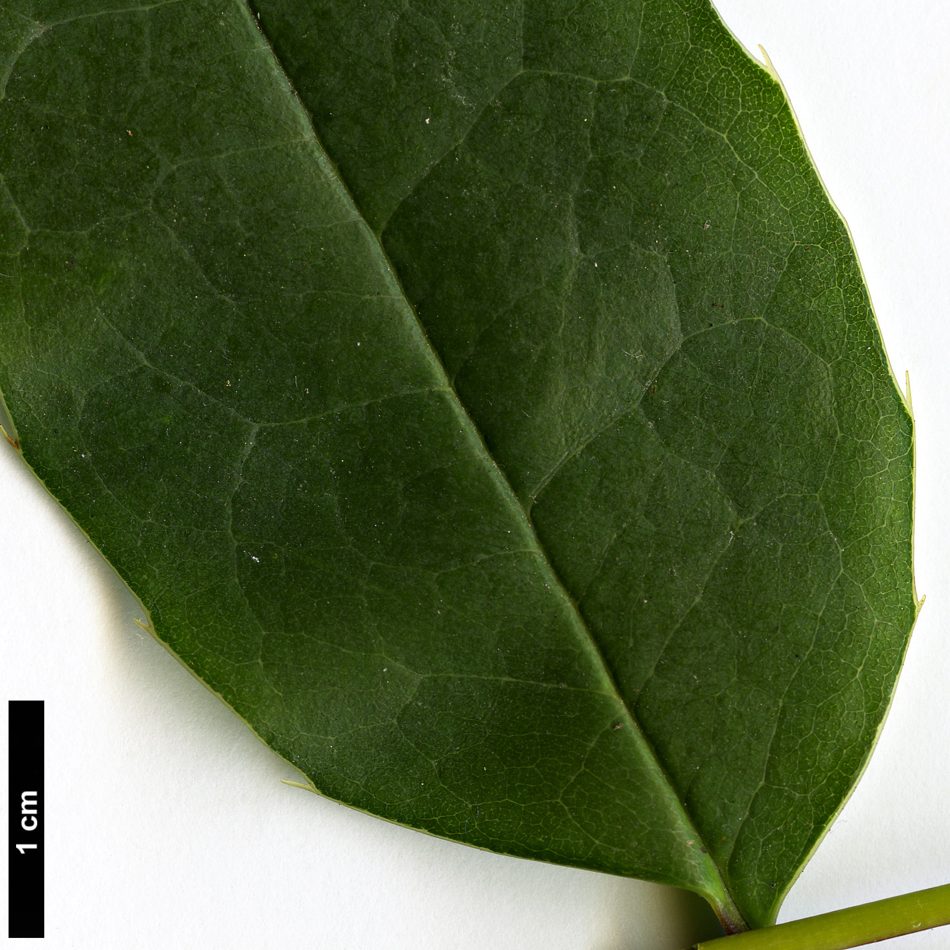 High resolution image: Family: Berberidaceae - Genus: Mahonia - Taxon: paniculata