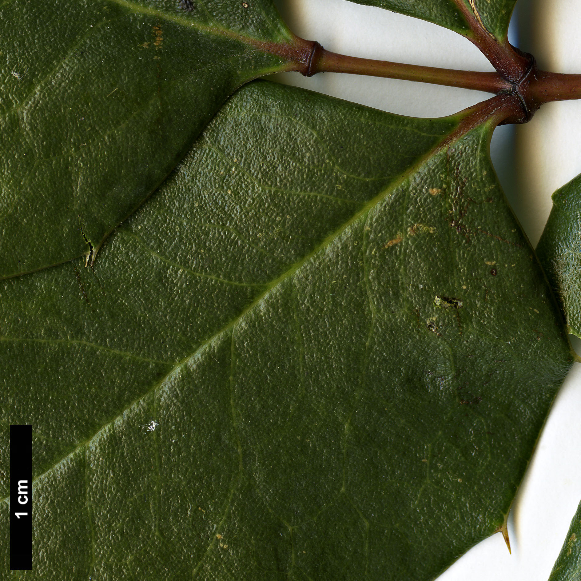 High resolution image: Family: Berberidaceae - Genus: Mahonia - Taxon: paxii