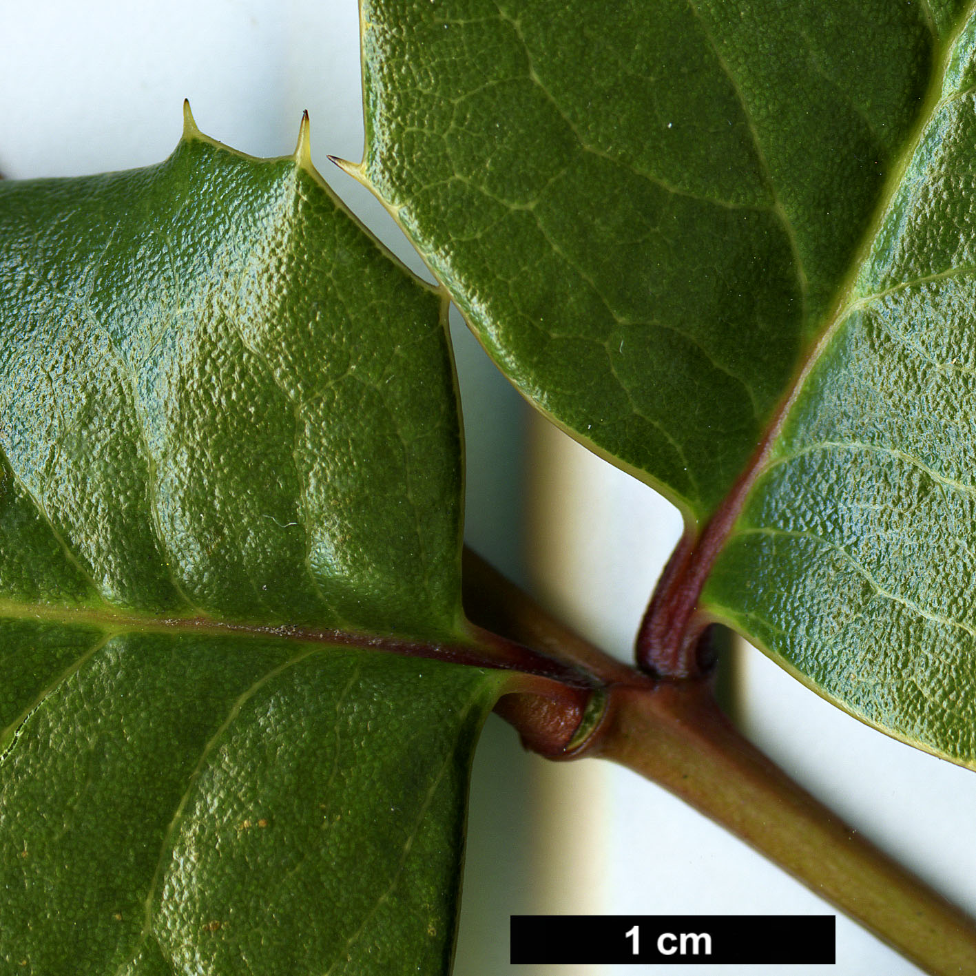 High resolution image: Family: Berberidaceae - Genus: Mahonia - Taxon: paxii