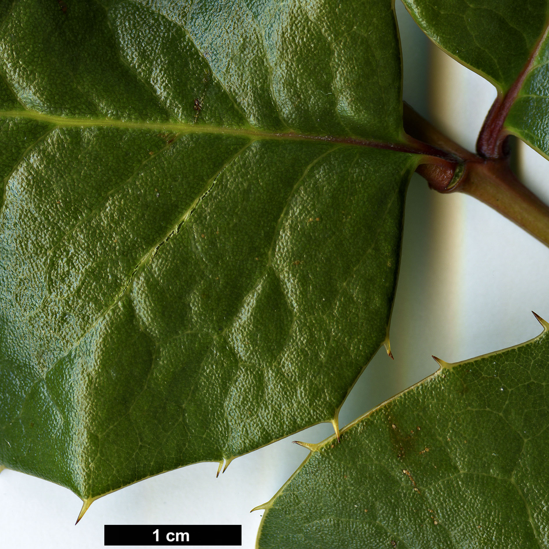 High resolution image: Family: Berberidaceae - Genus: Mahonia - Taxon: paxii