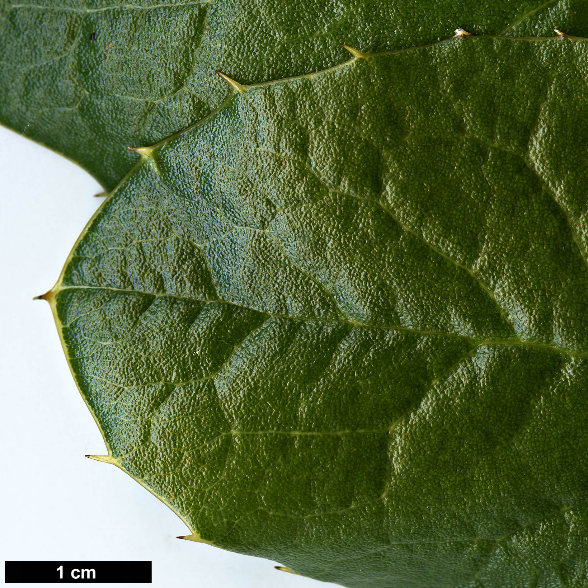 High resolution image: Family: Berberidaceae - Genus: Mahonia - Taxon: paxii