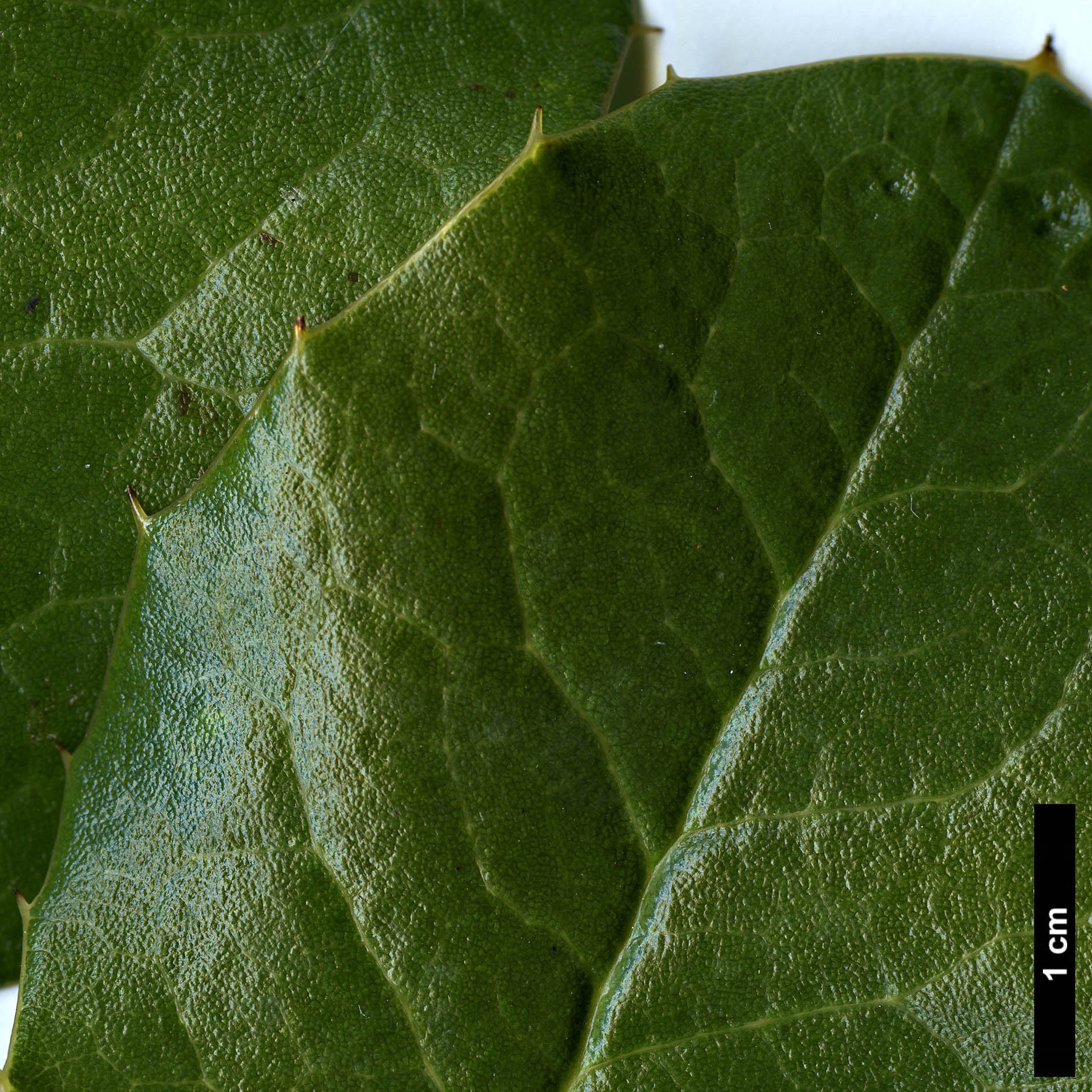 High resolution image: Family: Berberidaceae - Genus: Mahonia - Taxon: paxii