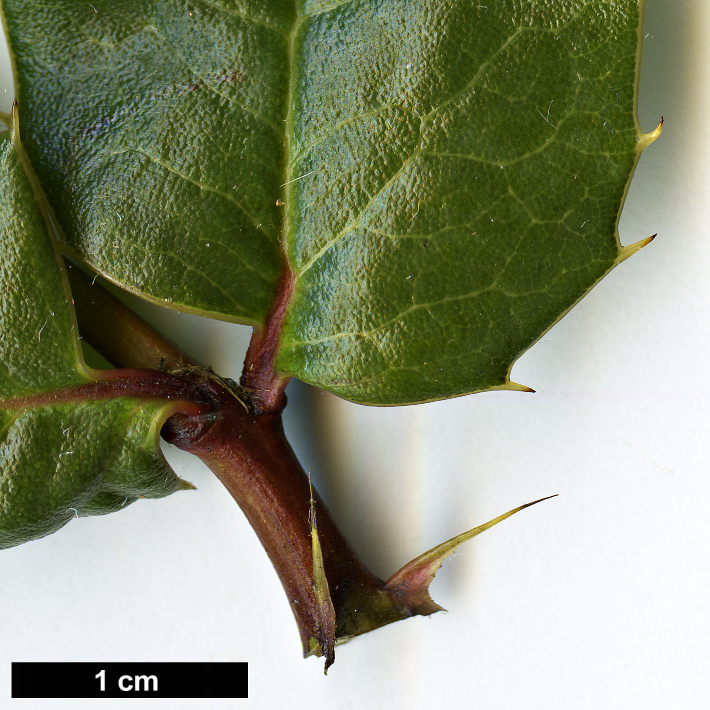 High resolution image: Family: Berberidaceae - Genus: Mahonia - Taxon: paxii