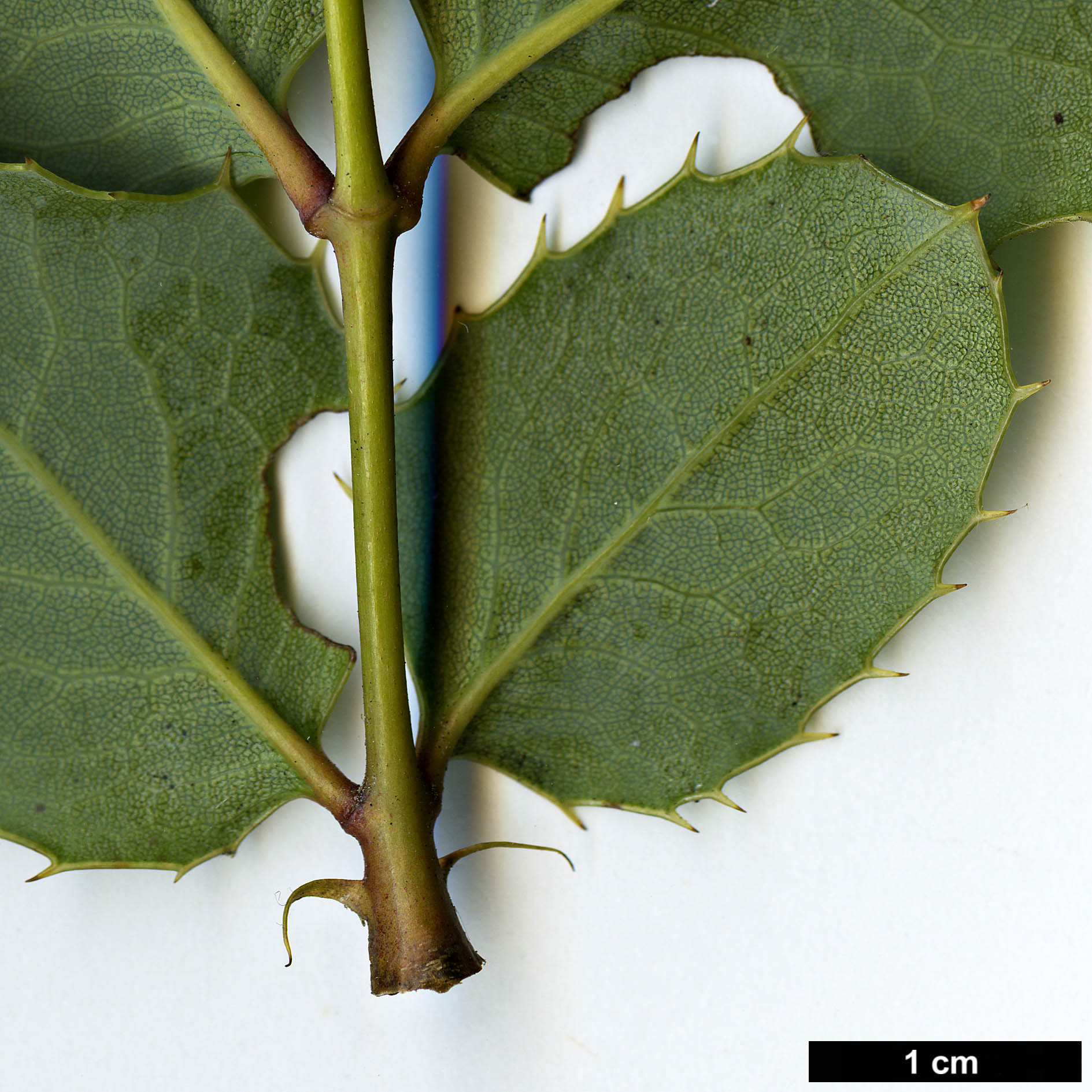 High resolution image: Family: Berberidaceae - Genus: Mahonia - Taxon: paxii