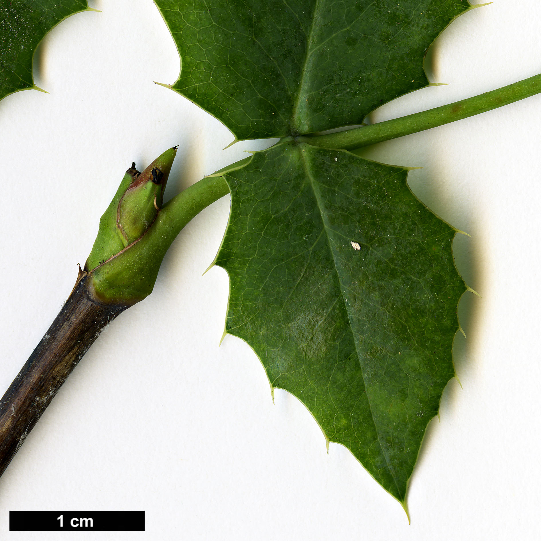 High resolution image: Family: Berberidaceae - Genus: Mahonia - Taxon: pinnata