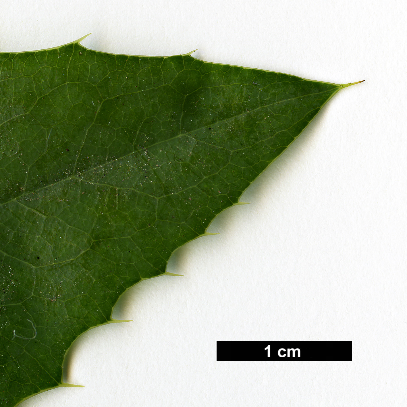 High resolution image: Family: Berberidaceae - Genus: Mahonia - Taxon: pinnata